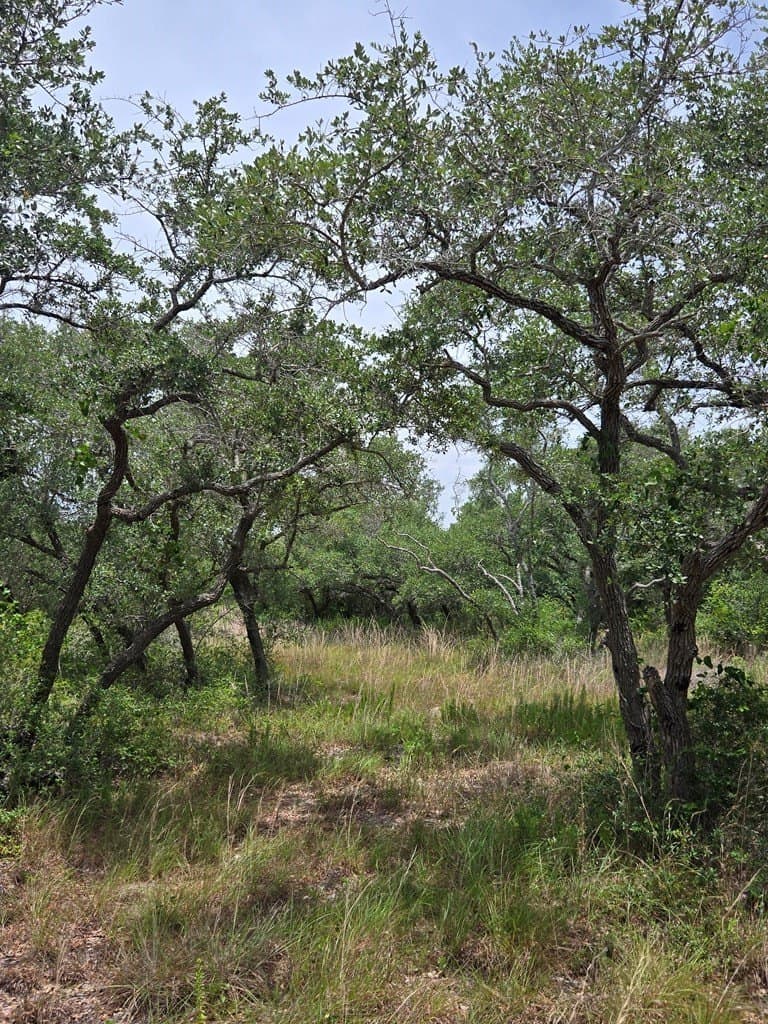 21.58 acres in Texas County - photo 6