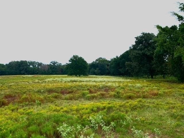 43.69 acres in Fannin County gallery image 3