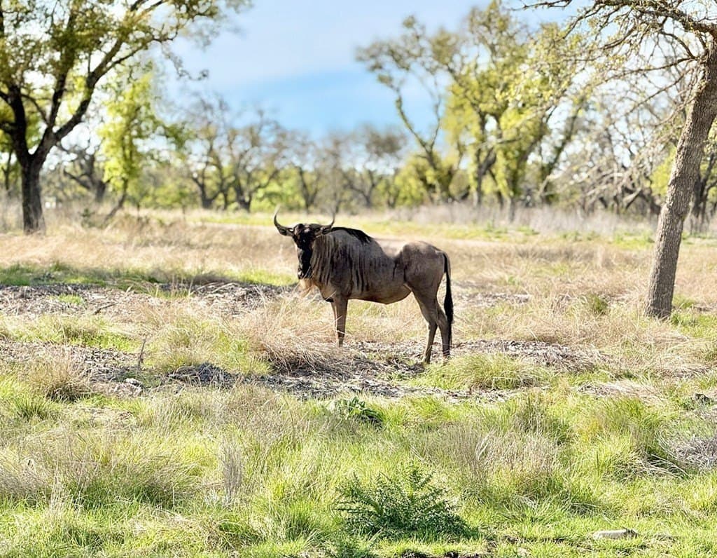 5.1 acres in Gillespie County - photo 8