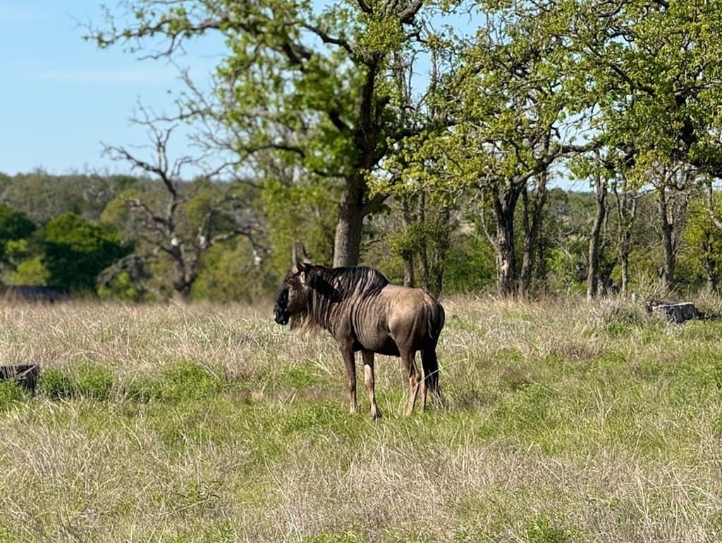 5.1 acres in Gillespie County - photo 7