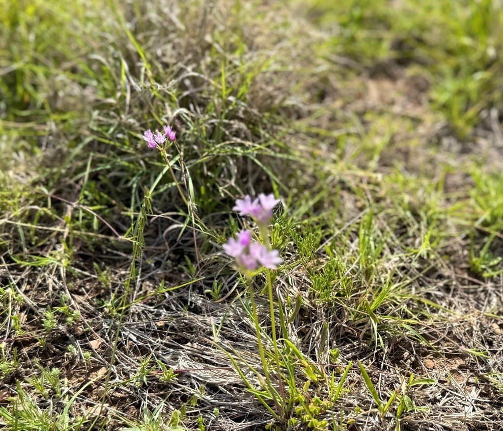 5.1 acres in Gillespie County - photo 19