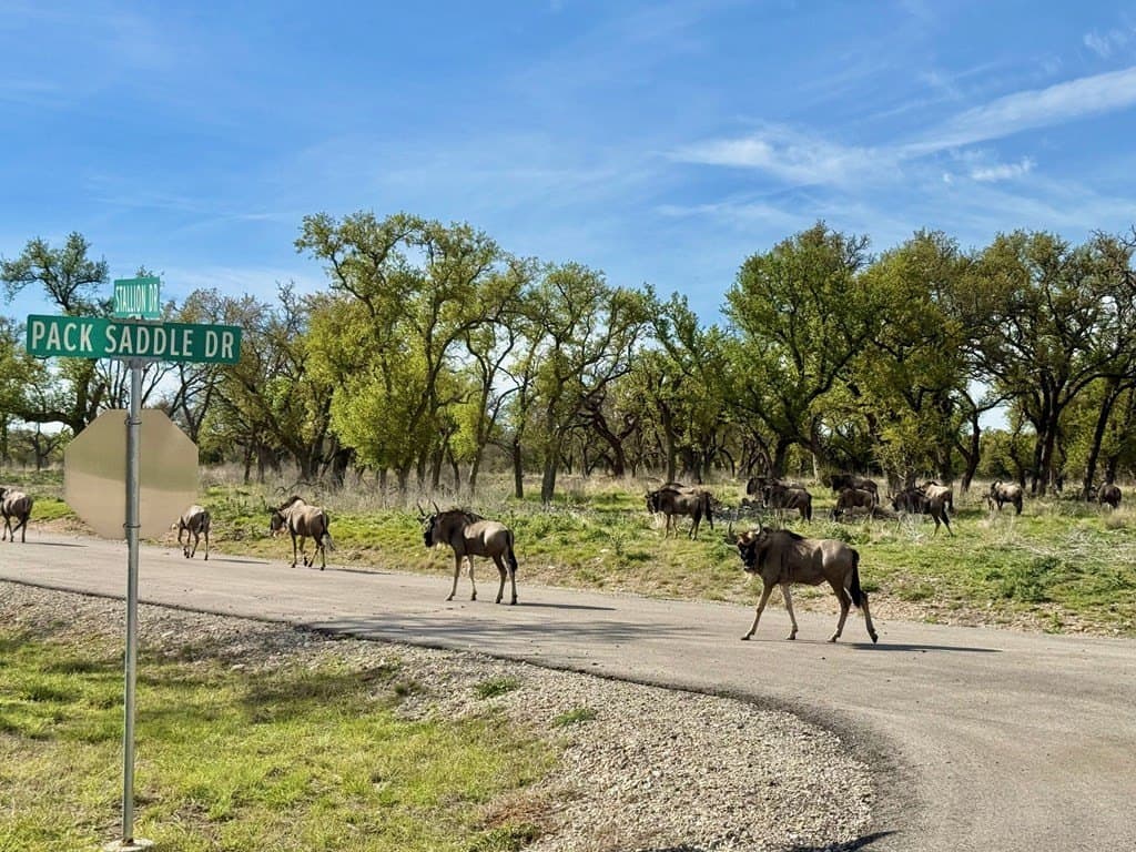 5.1 acres in Gillespie County - photo 9