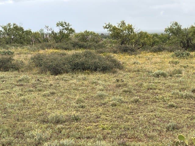 11 acres in Taylor County - photo 8