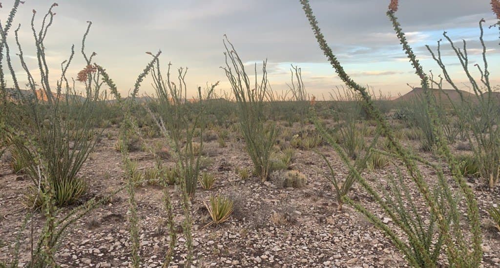 19.83 acres in Brewster County - photo 18