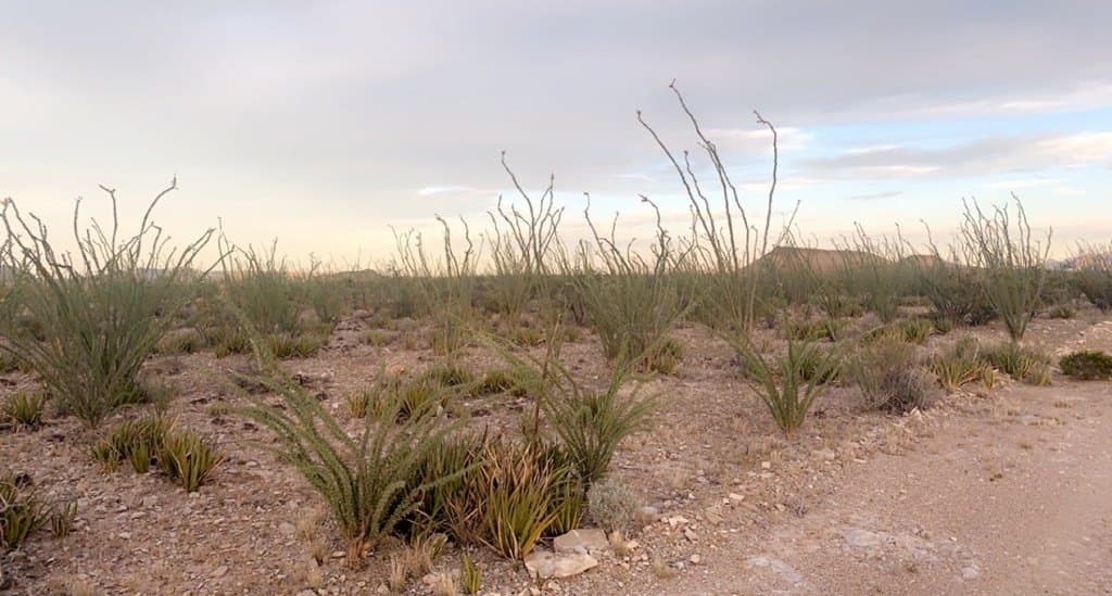 19.83 acres in Brewster County - photo 16