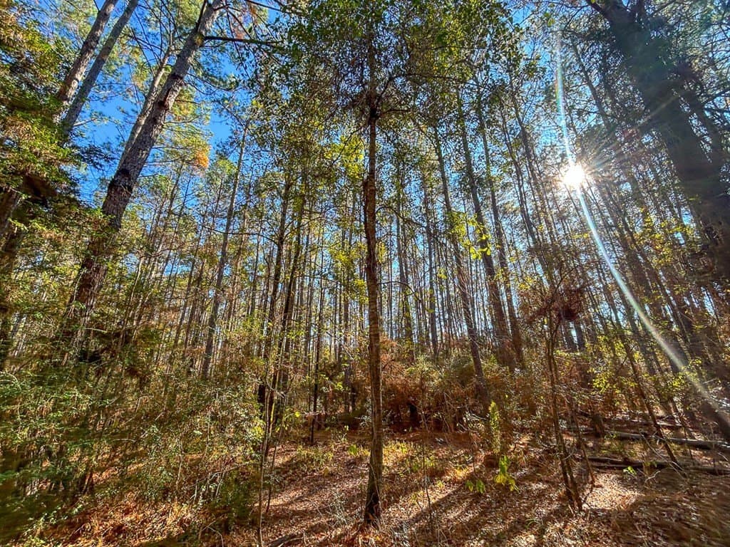 16 acres in Texas County - photo 15