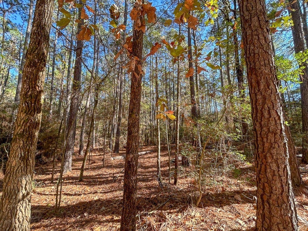 16 acres in Texas County - photo 14