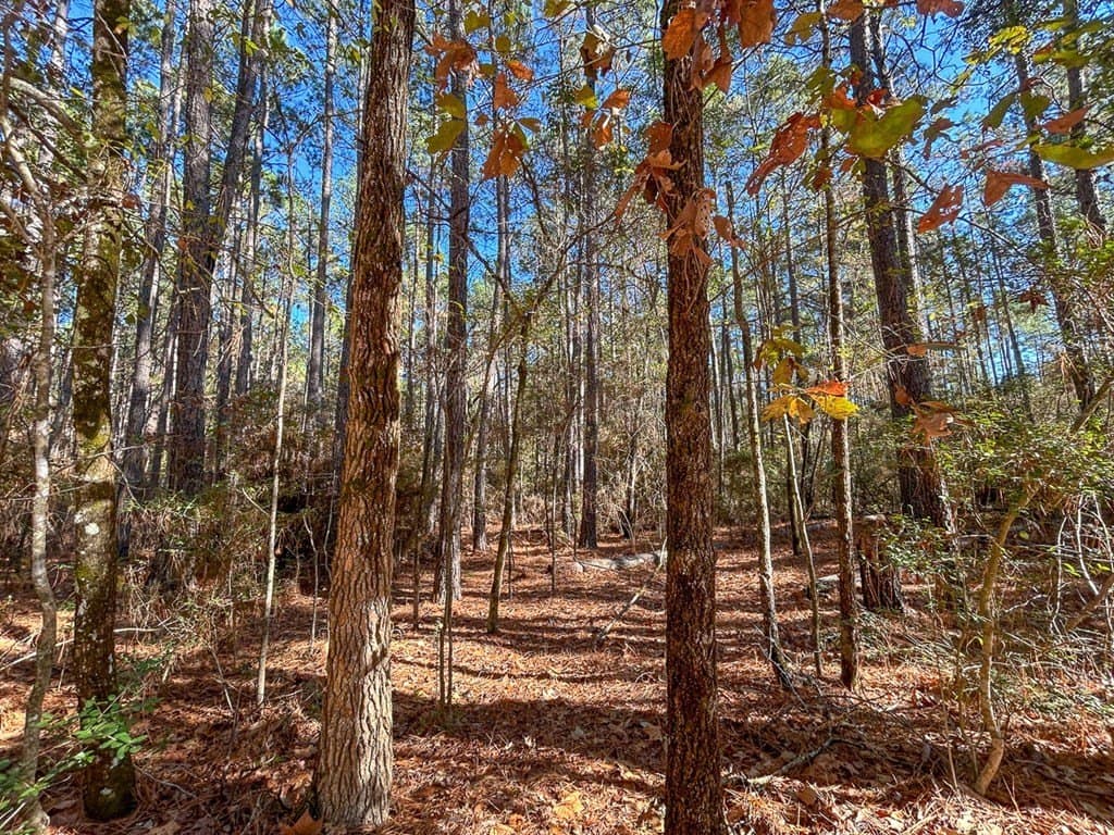 16 acres in Texas County - photo 13
