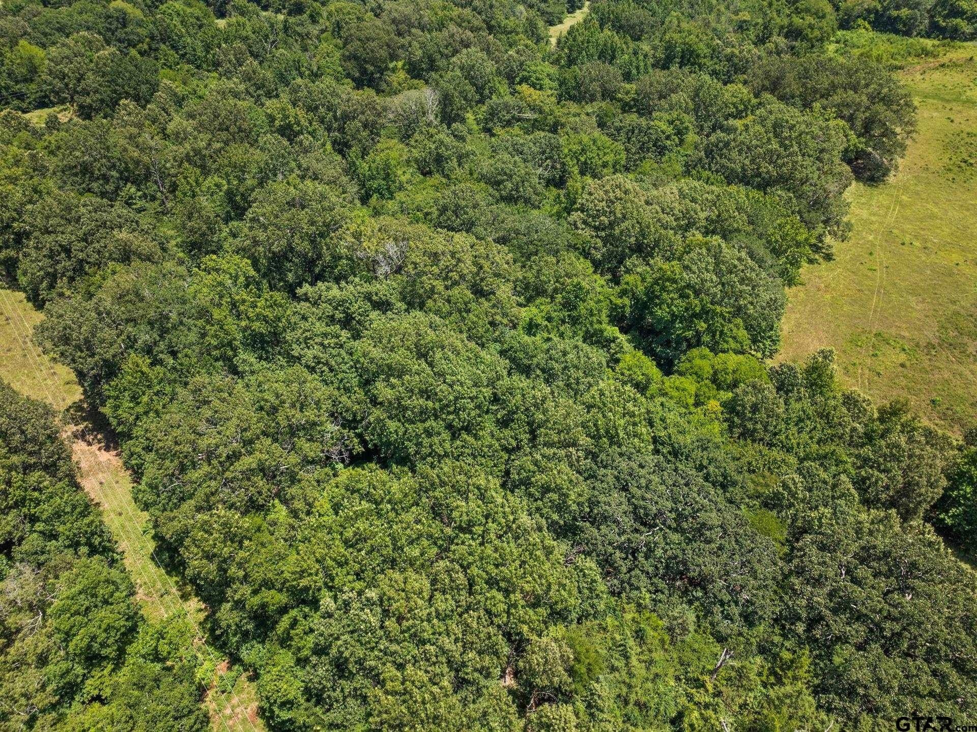 107 acres in Titus County - photo 16