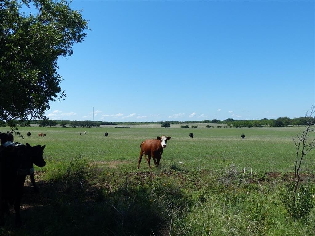 319 acres in McCulloch County gallery image 2