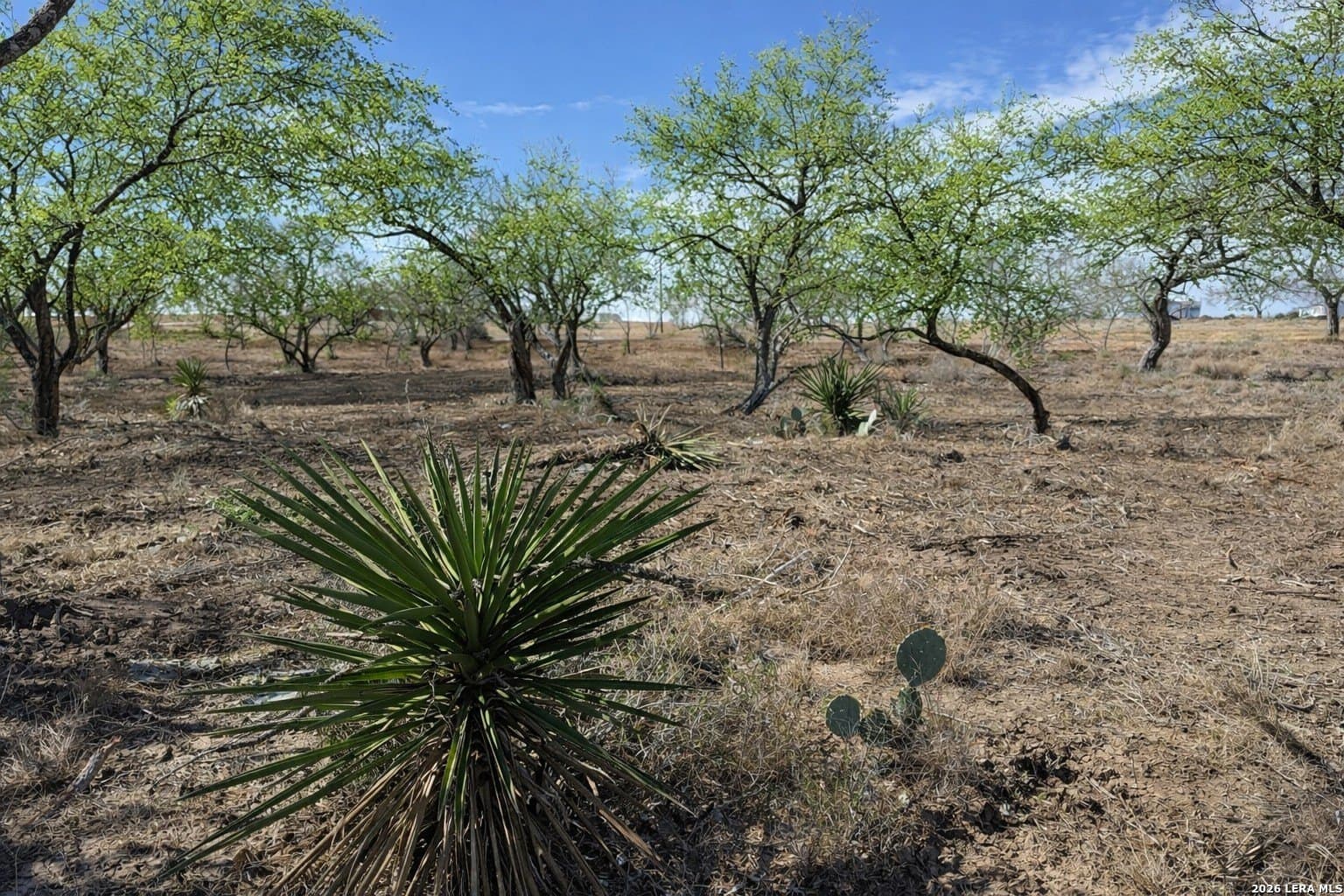 1.28 acres in Atascosa County gallery image 2