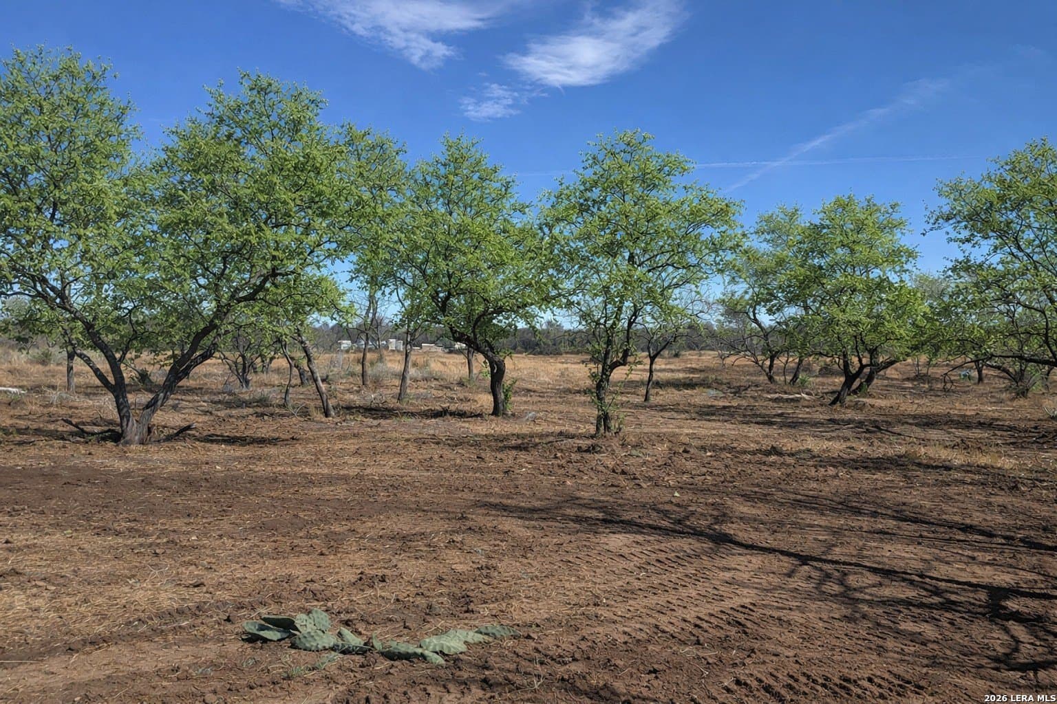 1.28 acres in Atascosa County gallery image 3