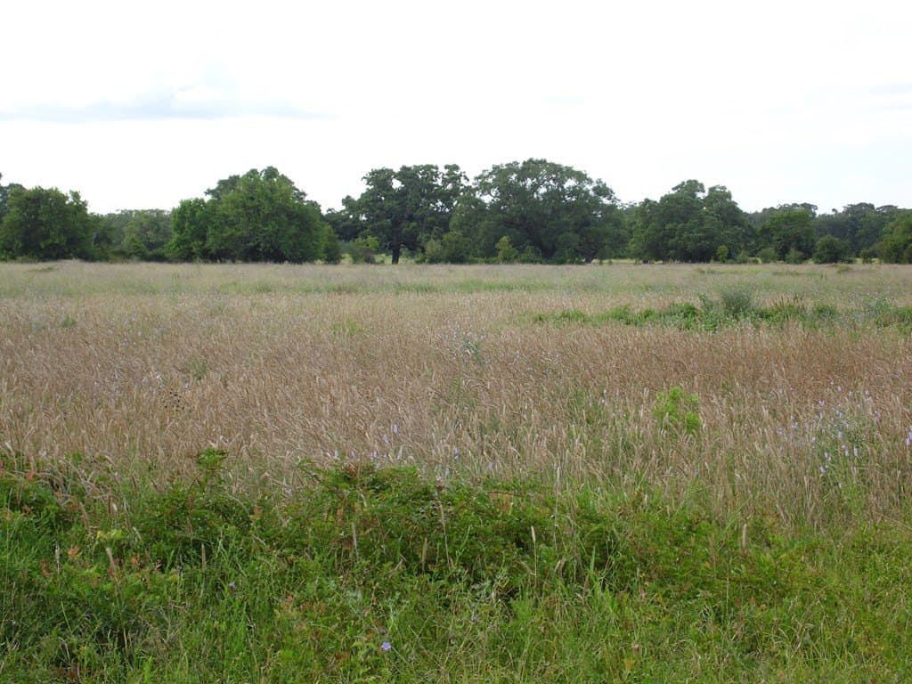 2.31 acres in Cedar Lane County gallery image 2