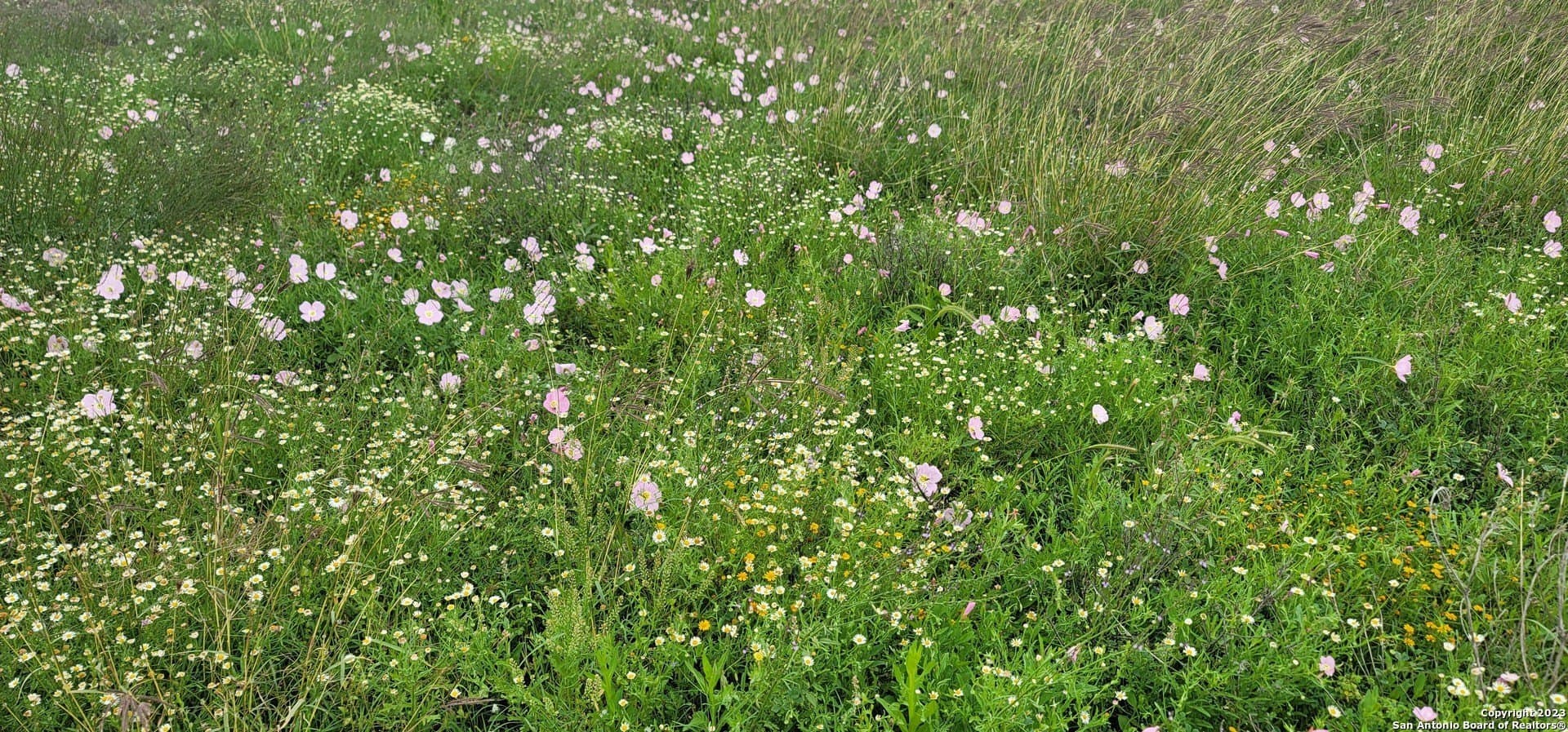 15 acres in Atascosa County featured view