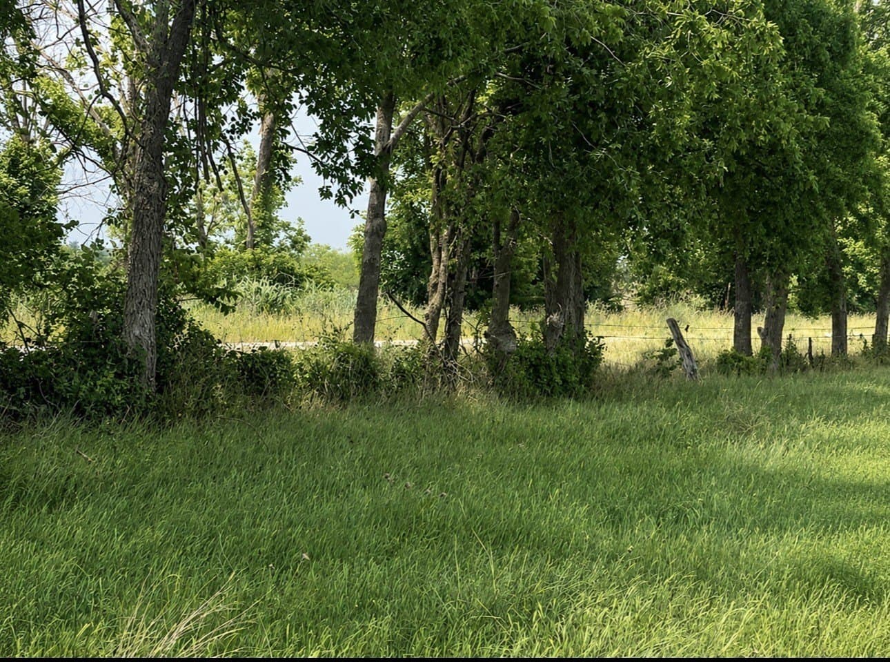 20.02 acres in Mills County gallery image 3