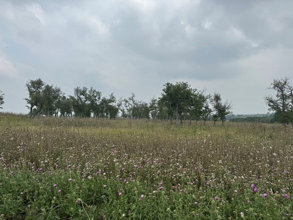3.69 acres in Gillespie County gallery image 4