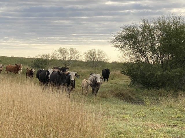 837.37 acres in Jim Wells County - photo 45