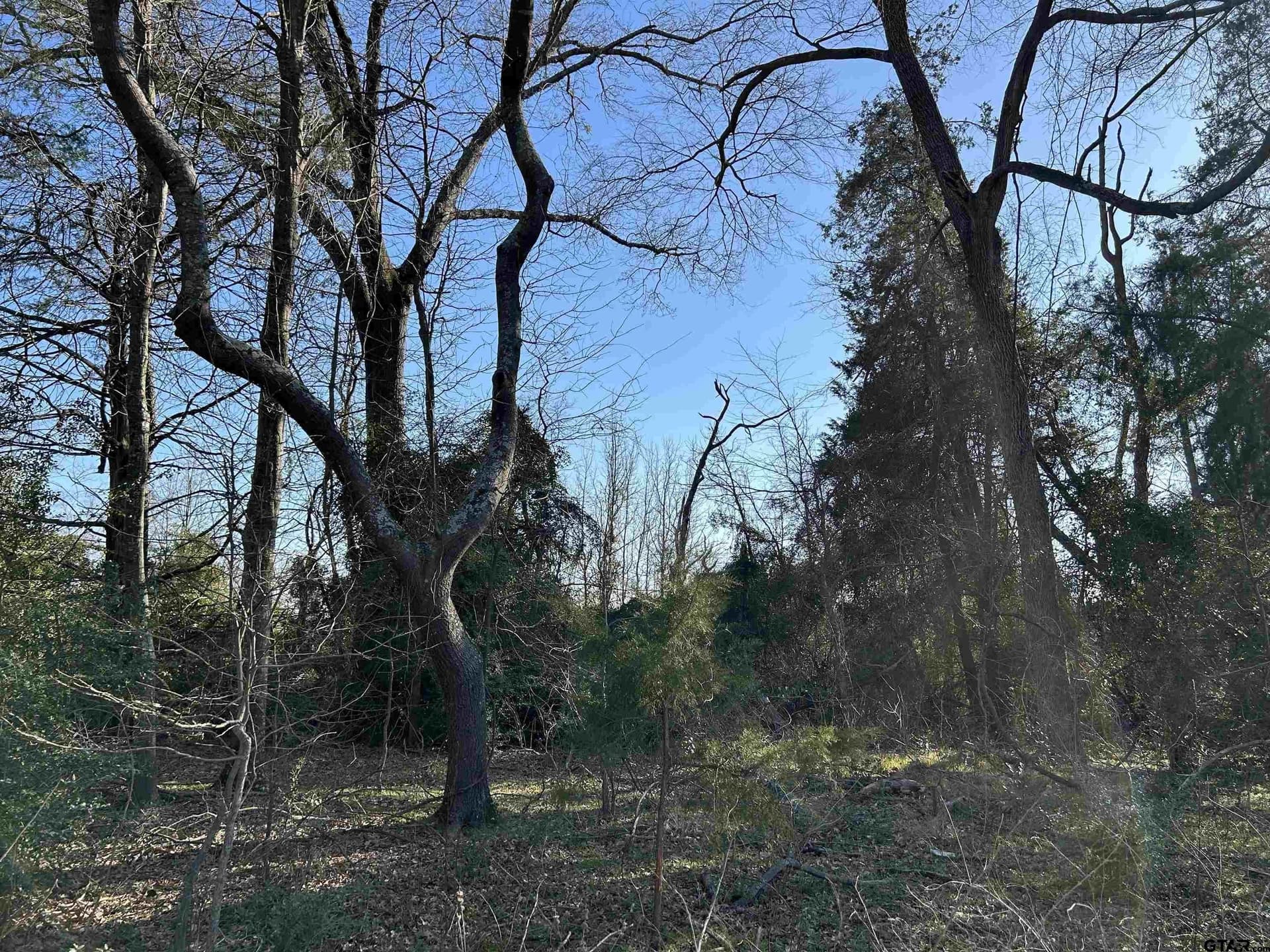 8.1 acres in Camp County gallery image 2