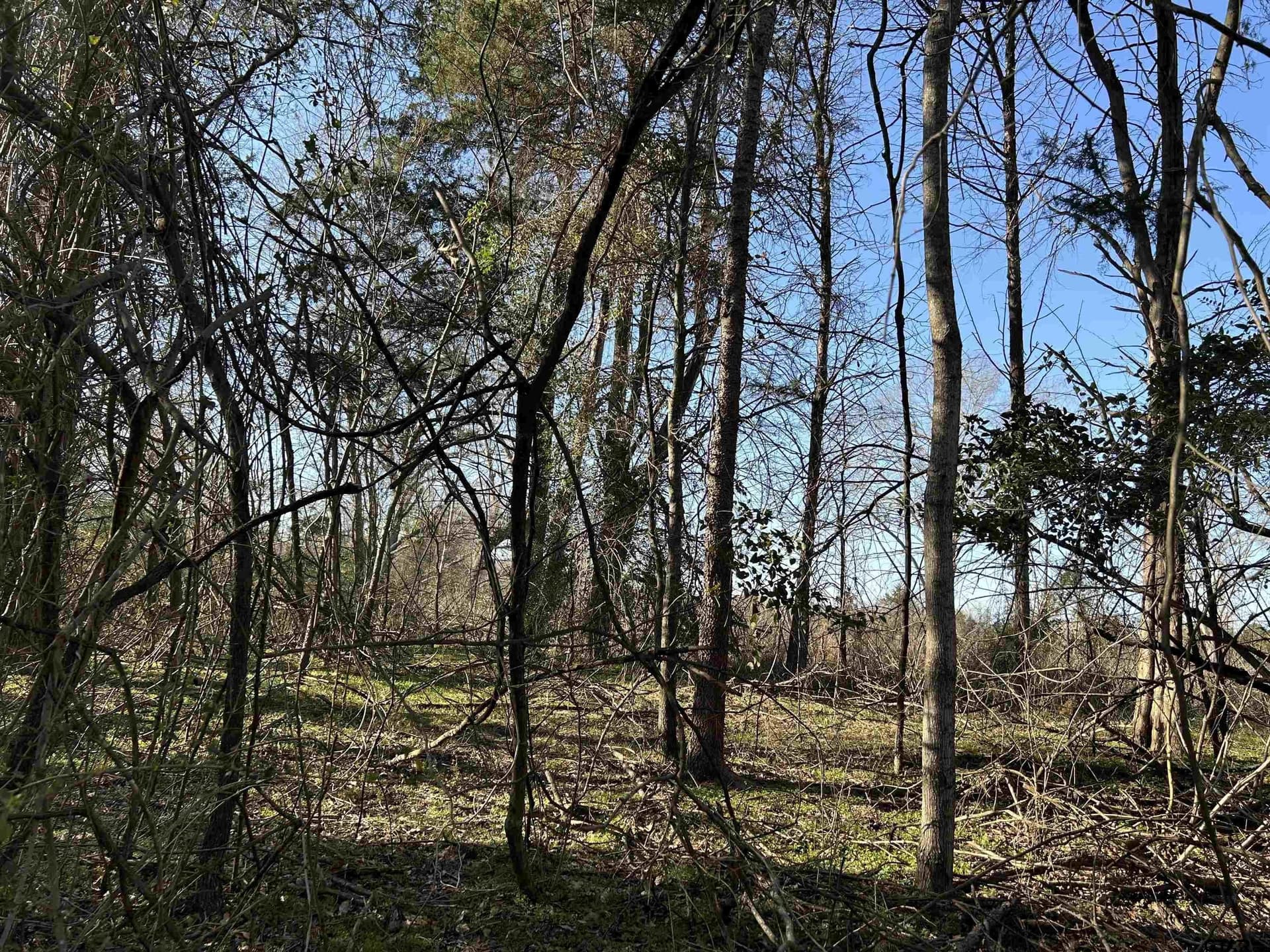 8.1 acres in Camp County