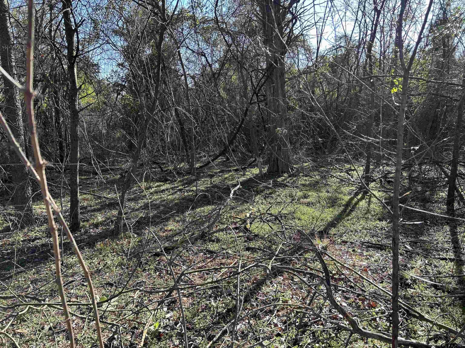 8.1 acres in Camp County gallery image 3