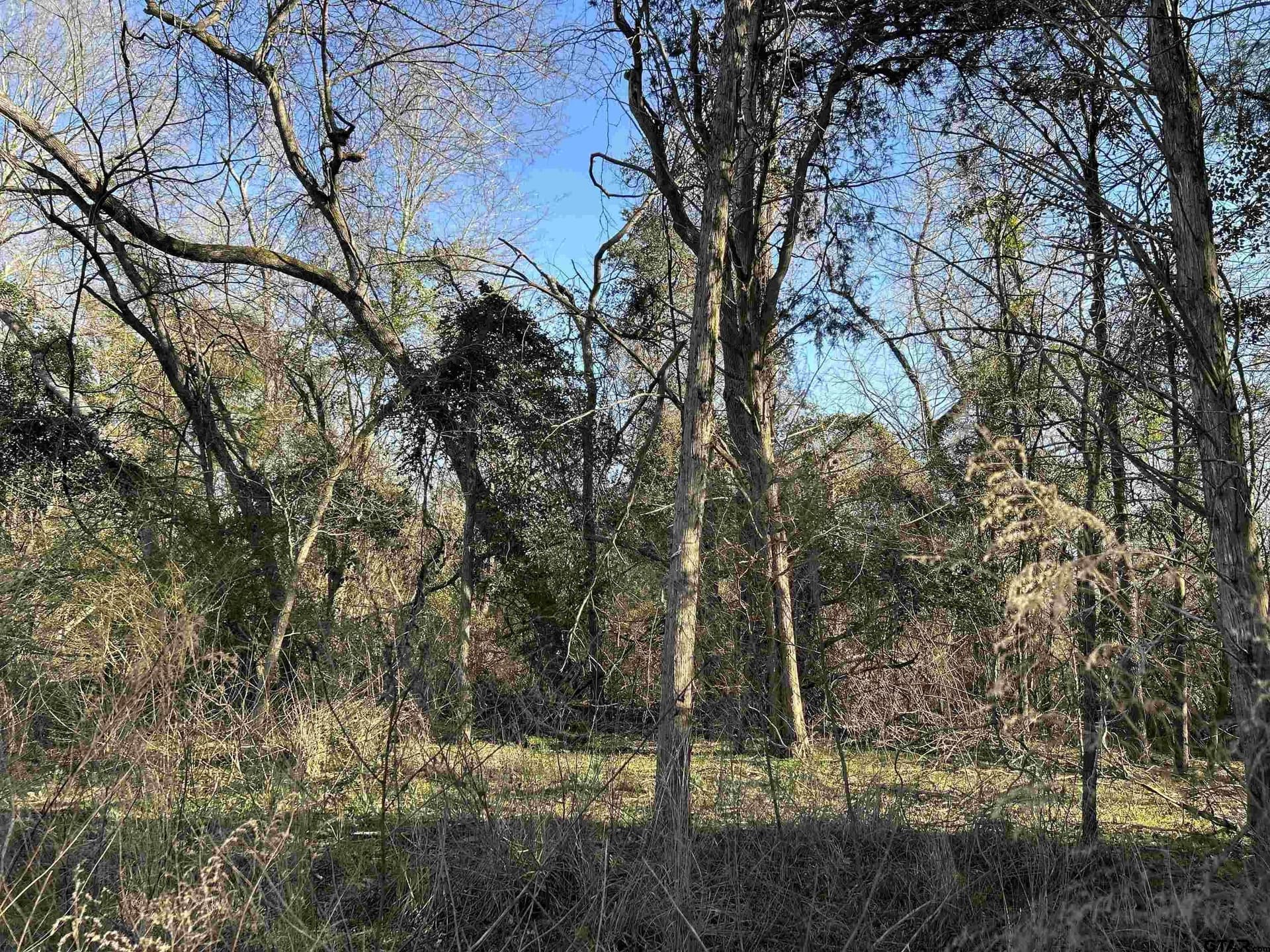 8.1 acres in Camp County featured view