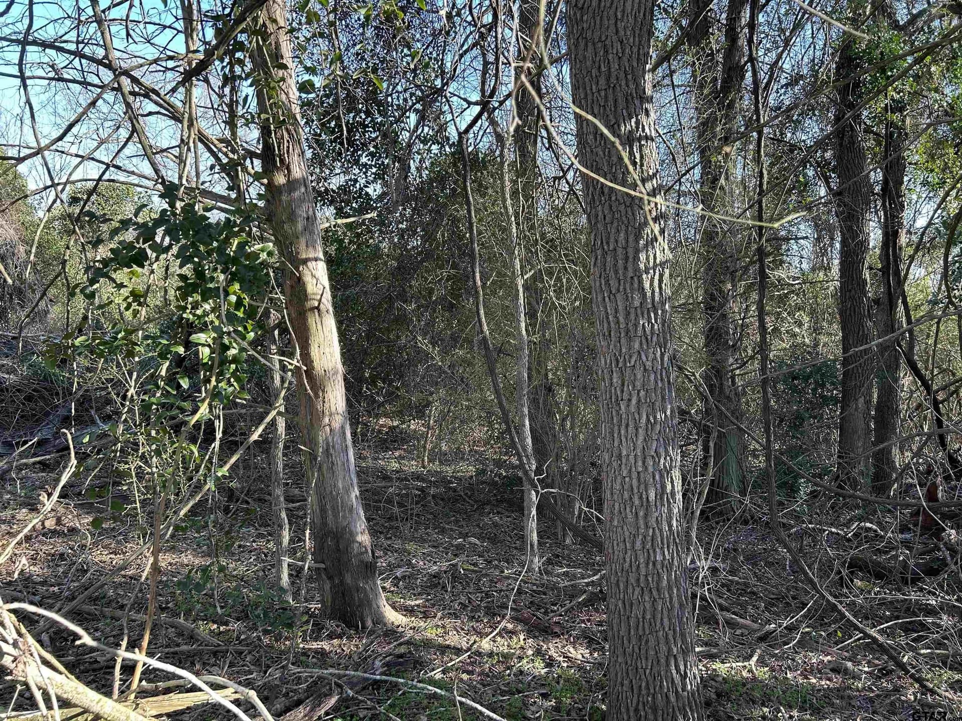 8.1 acres in Camp County gallery image 4