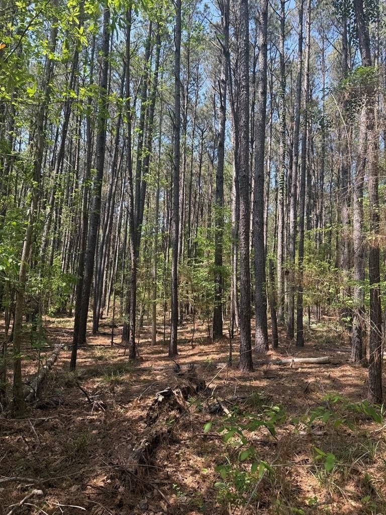 35 acres in Texas County gallery image 4