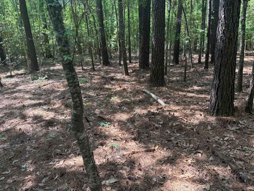 35 acres in Texas County gallery image 3