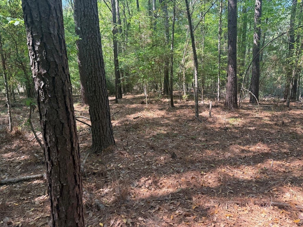 35 acres in Texas County gallery image 2