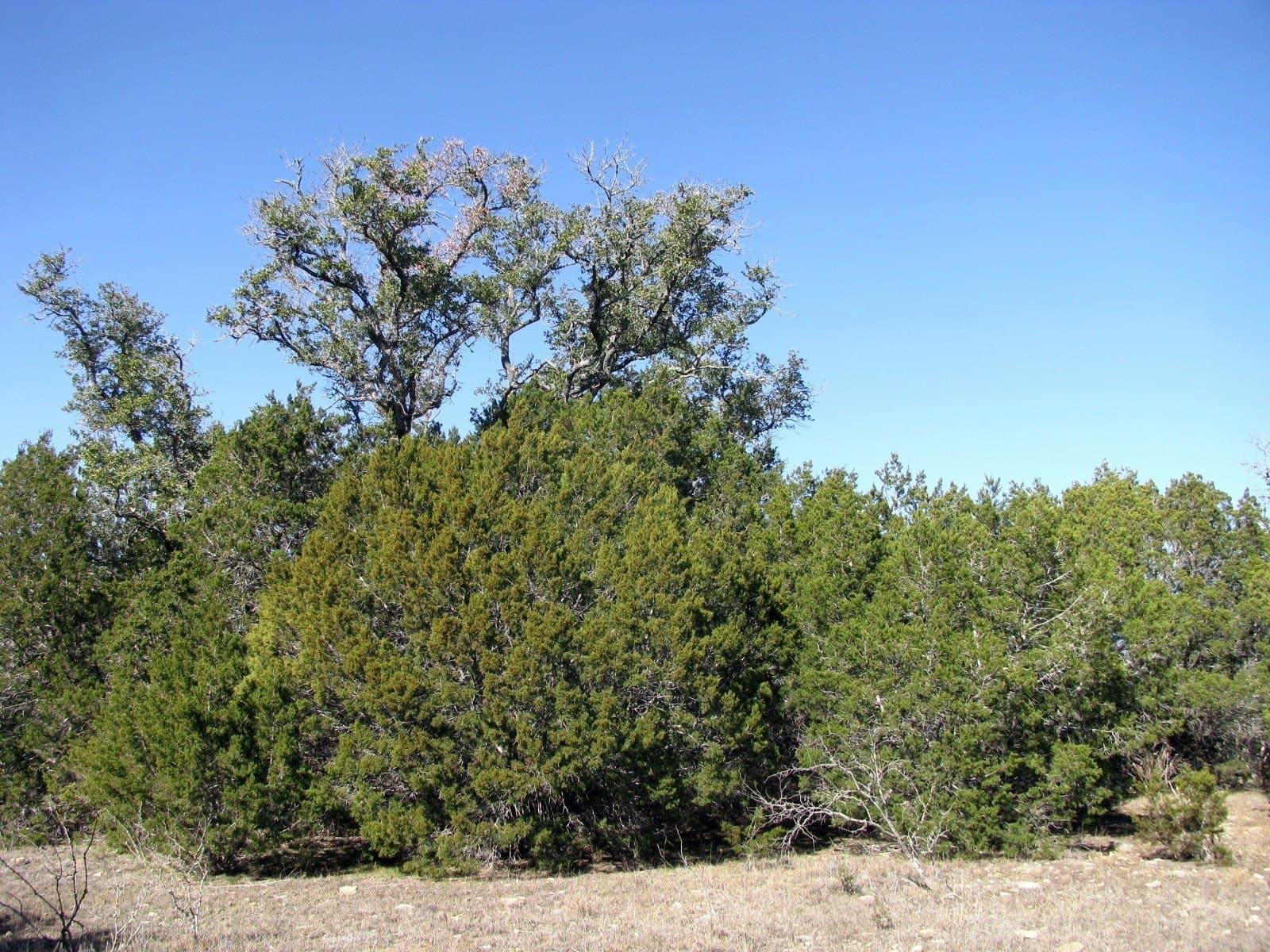 10.01 acres in Hamilton County - photo 16