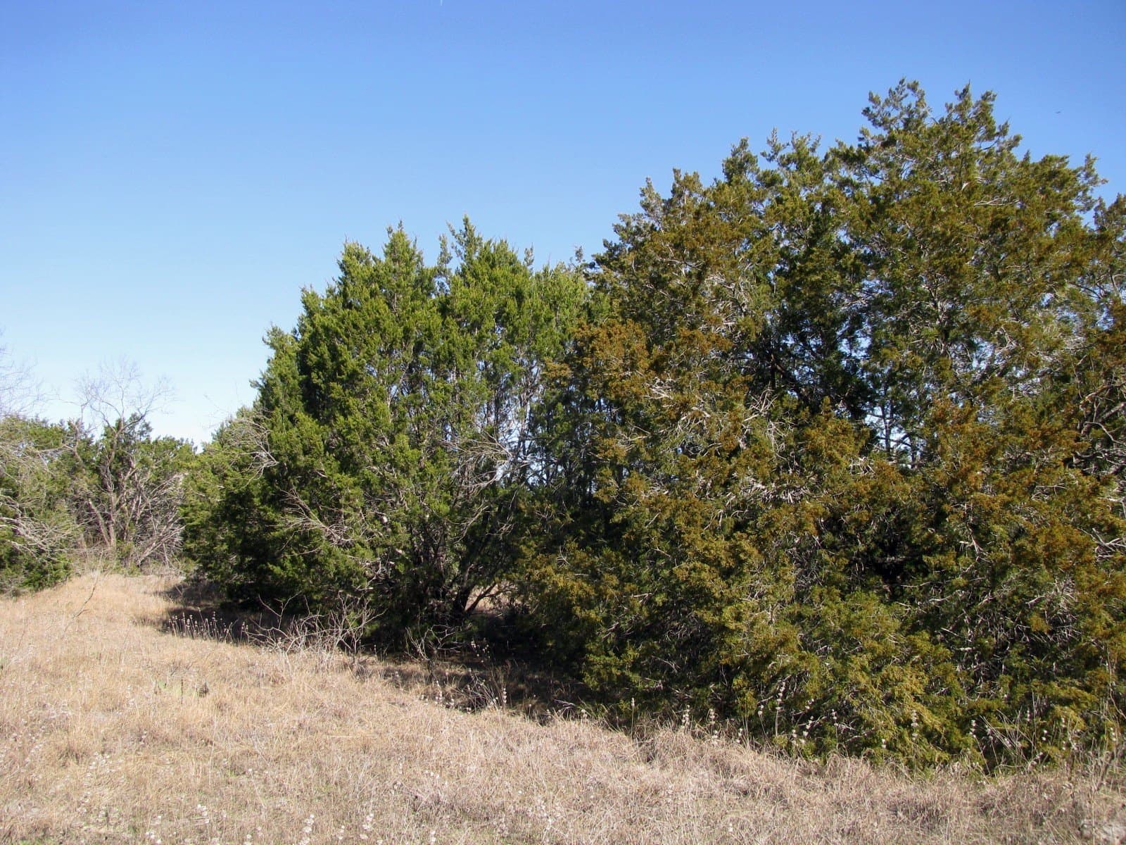 10.01 acres in Hamilton County - photo 9