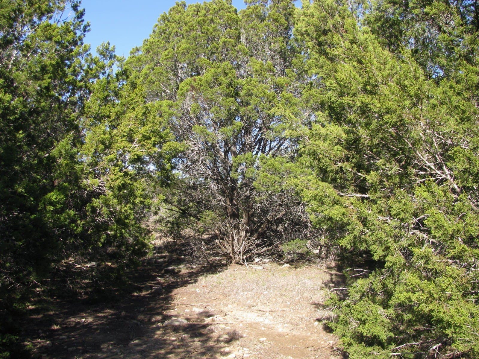10.01 acres in Hamilton County - photo 18