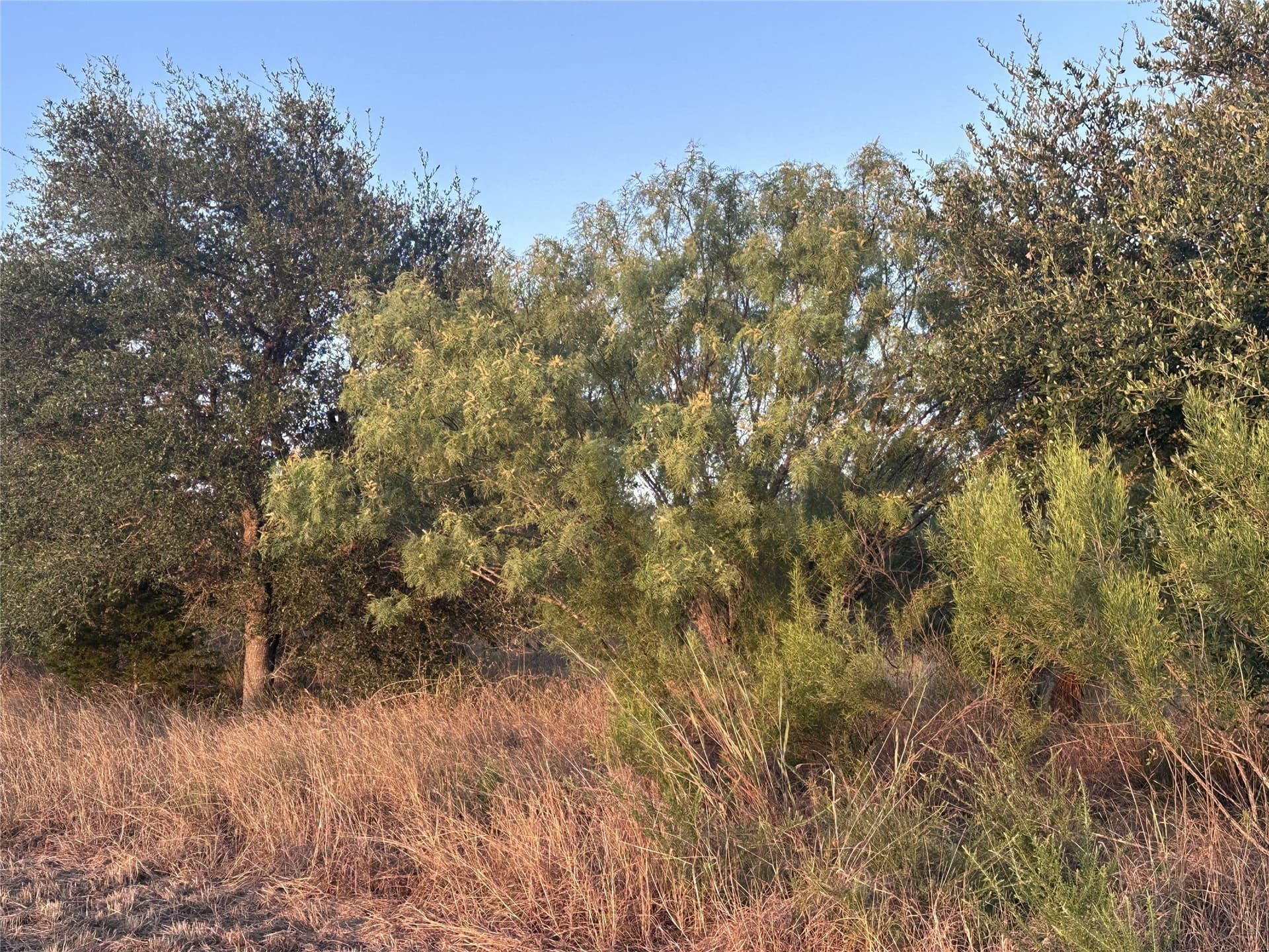25 acres in Travis County - photo 27