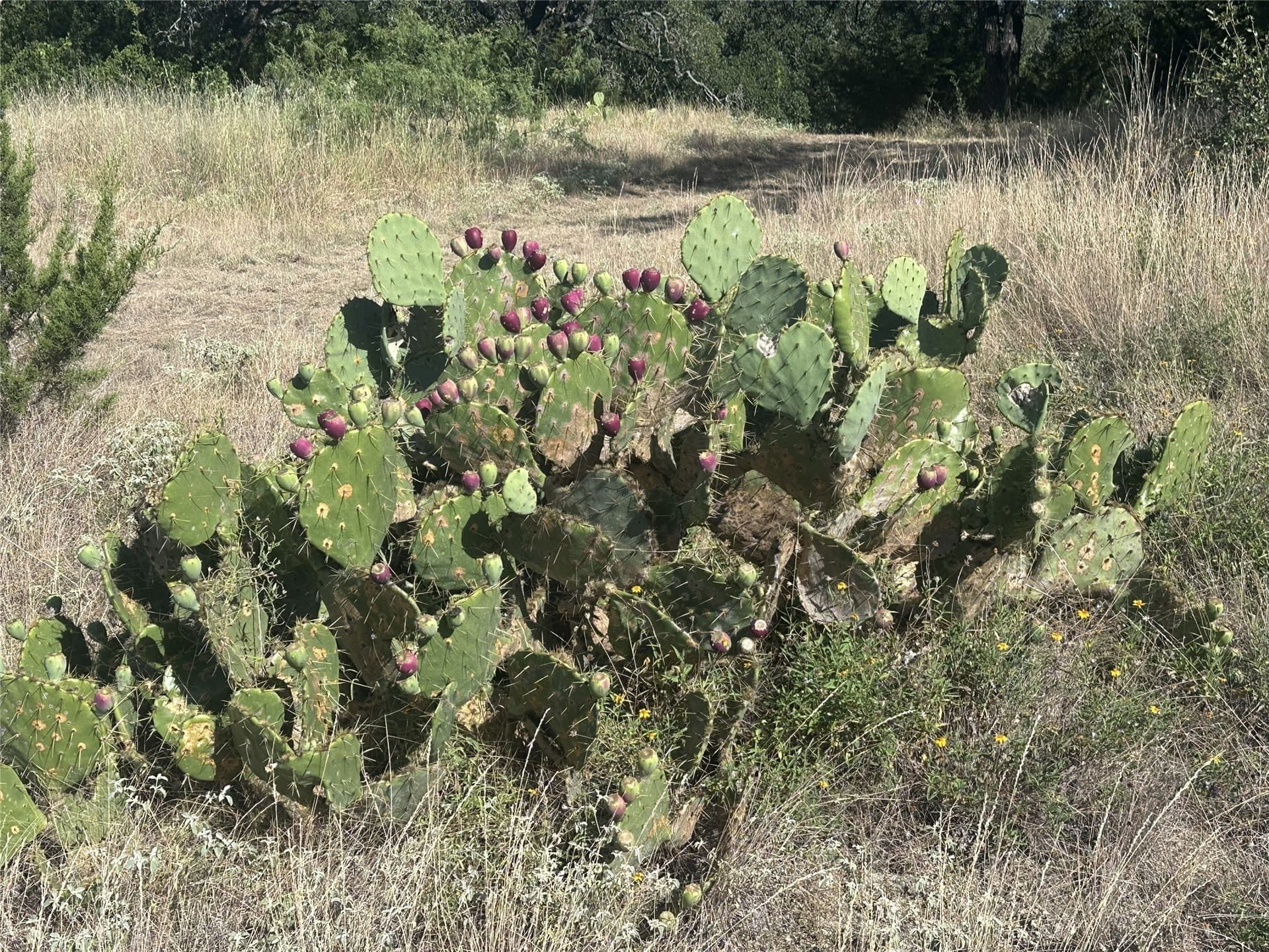 25 acres in Travis County - photo 40