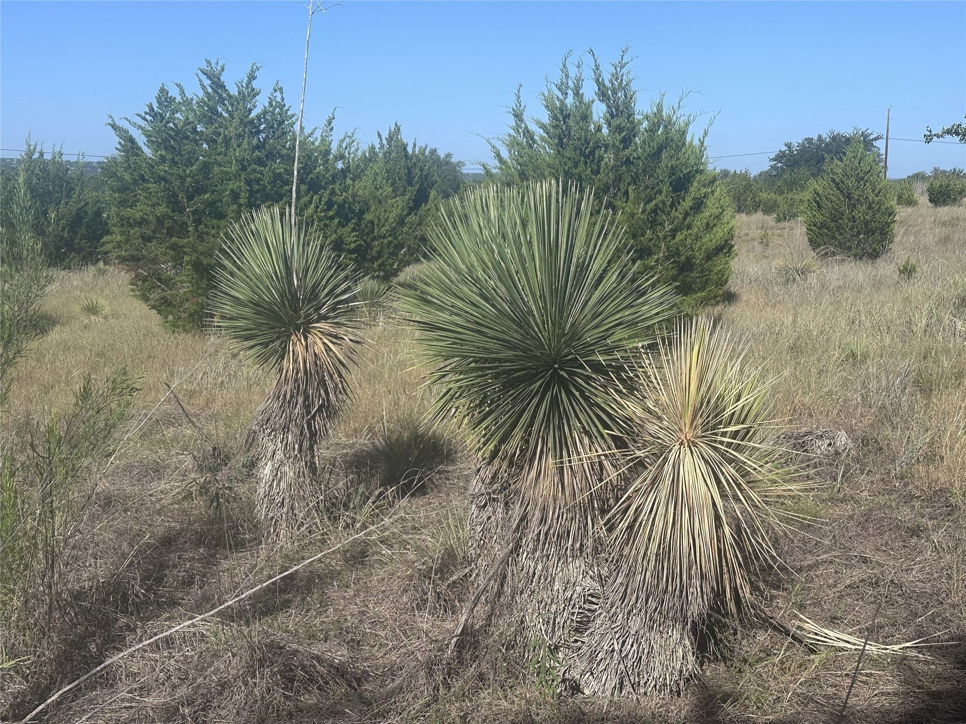 25 acres in Travis County - photo 35