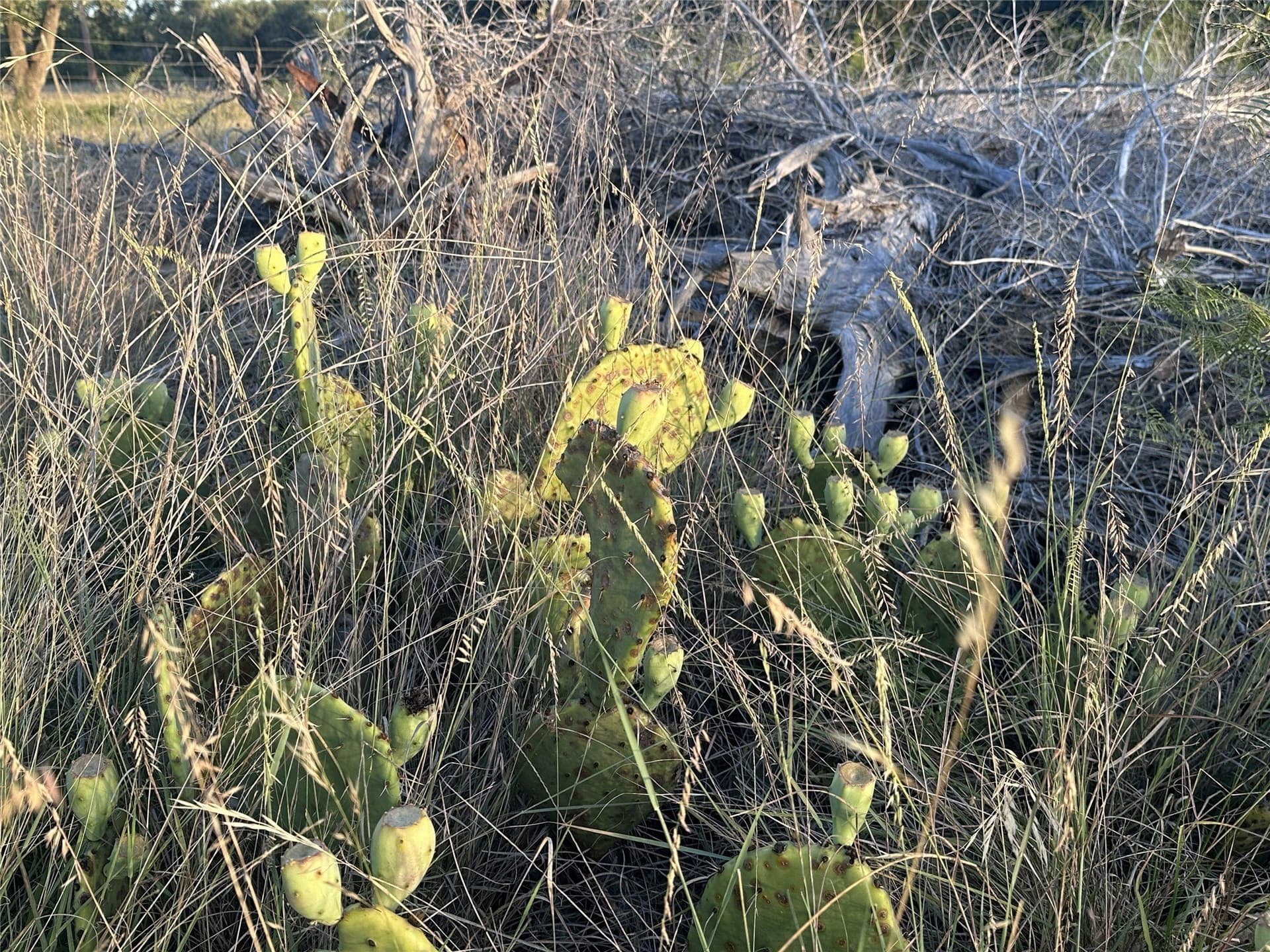 25 acres in Travis County - photo 23