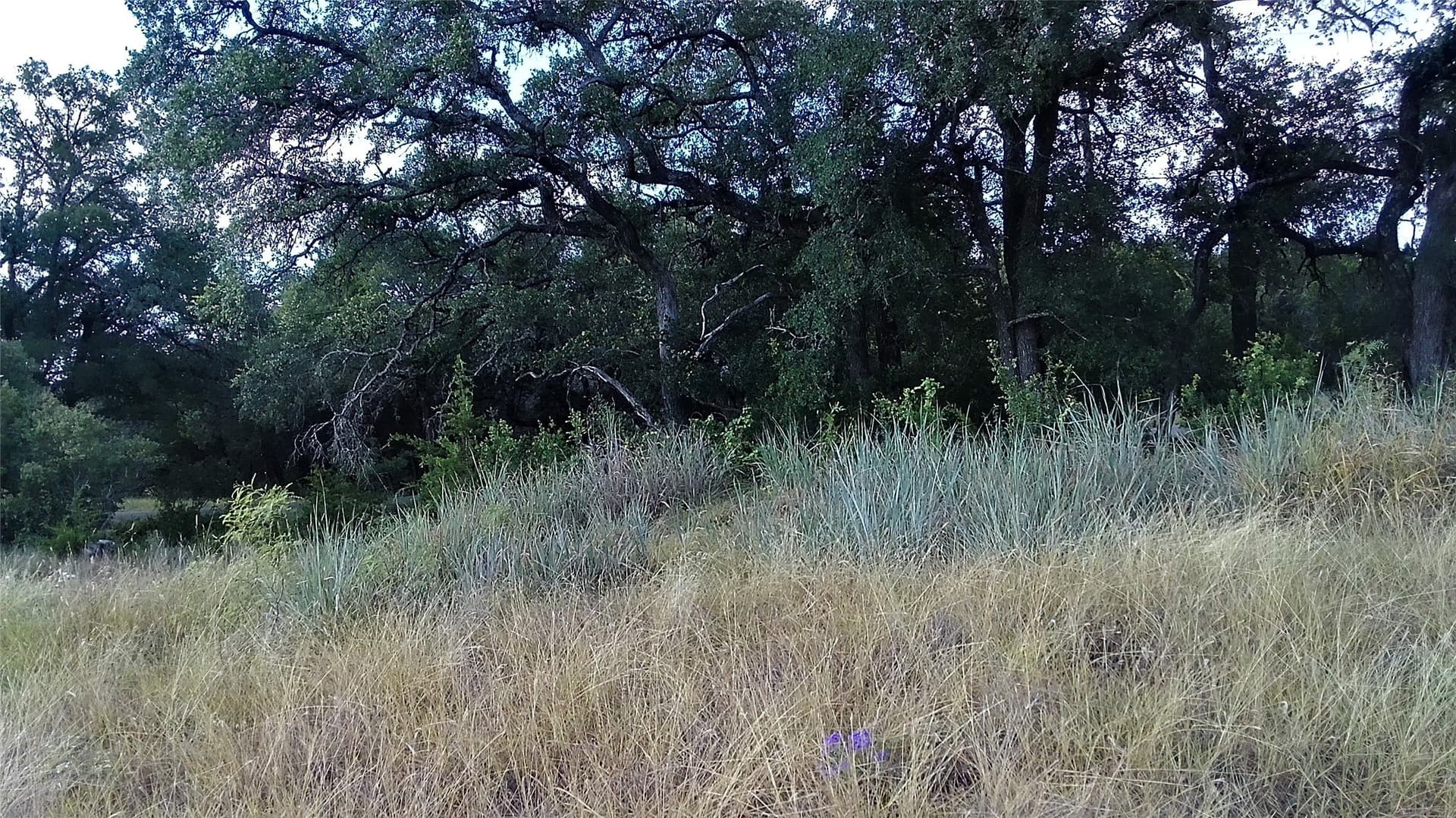 25 acres in Travis County - photo 12