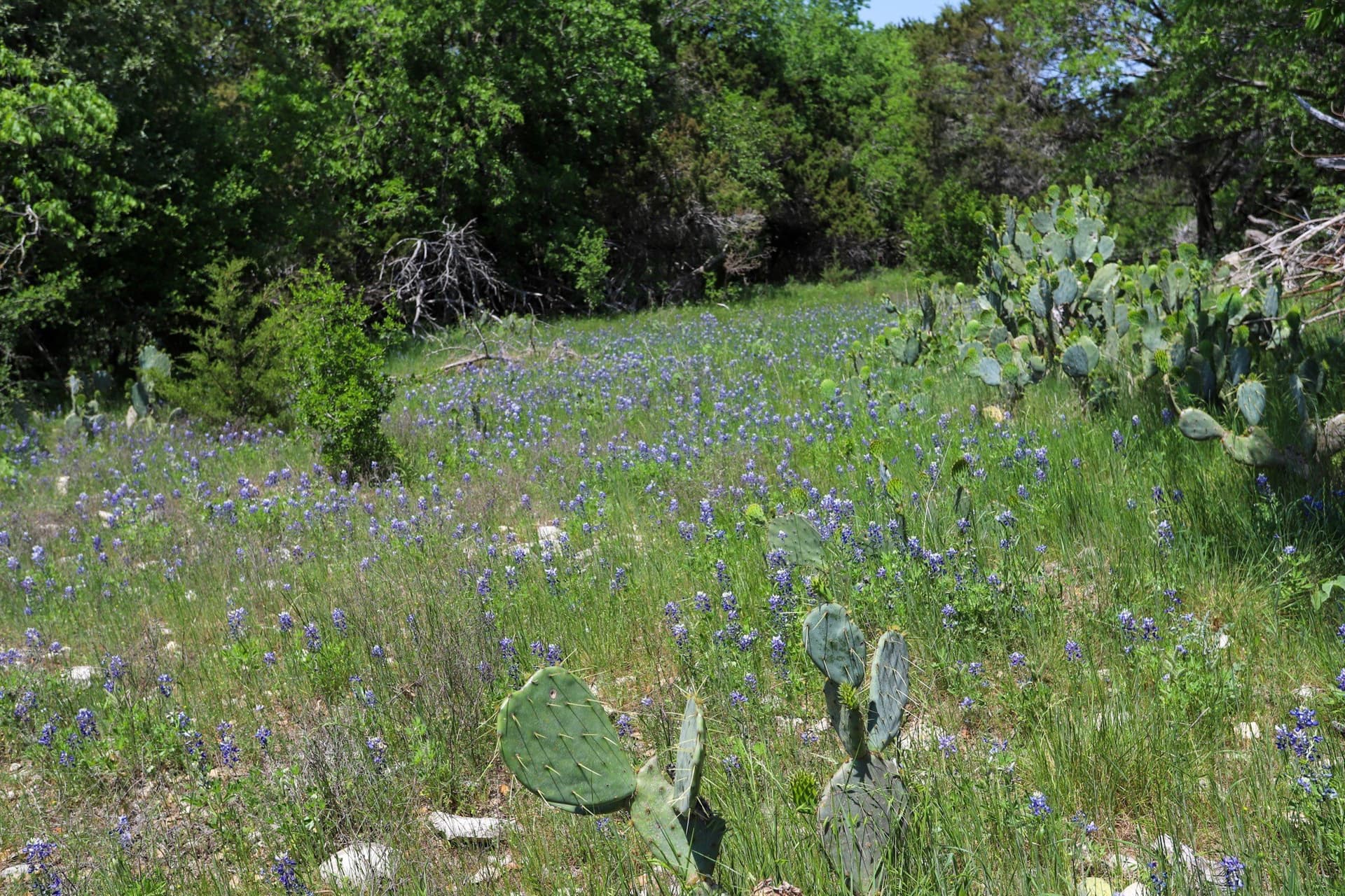 533 acres in Coryell County - photo 7