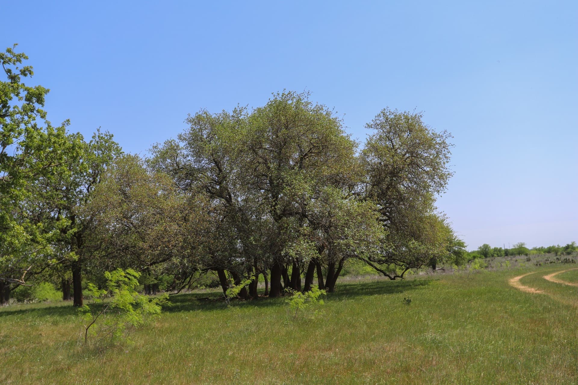 533 acres in Coryell County - photo 16