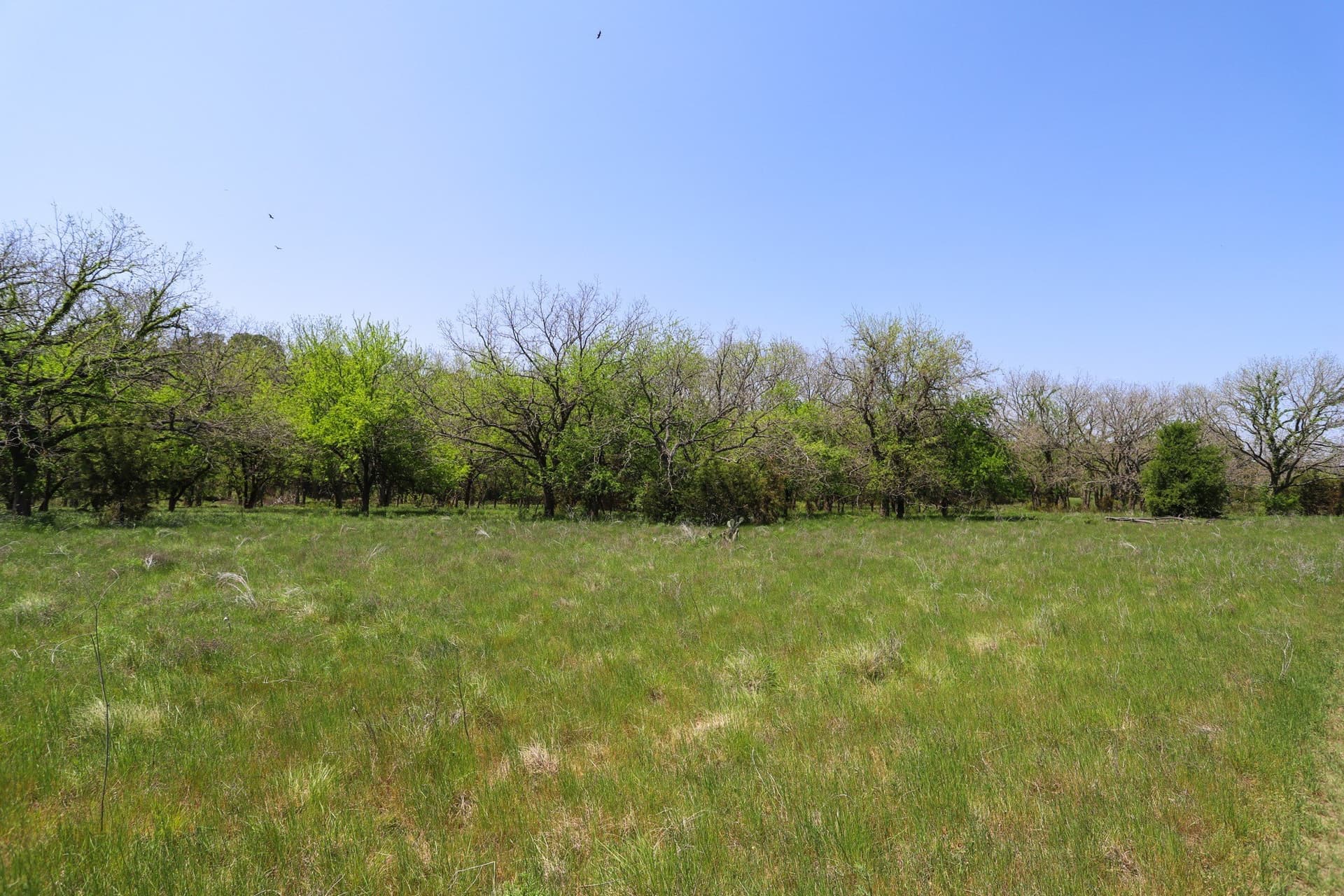 533 acres in Coryell County - photo 10