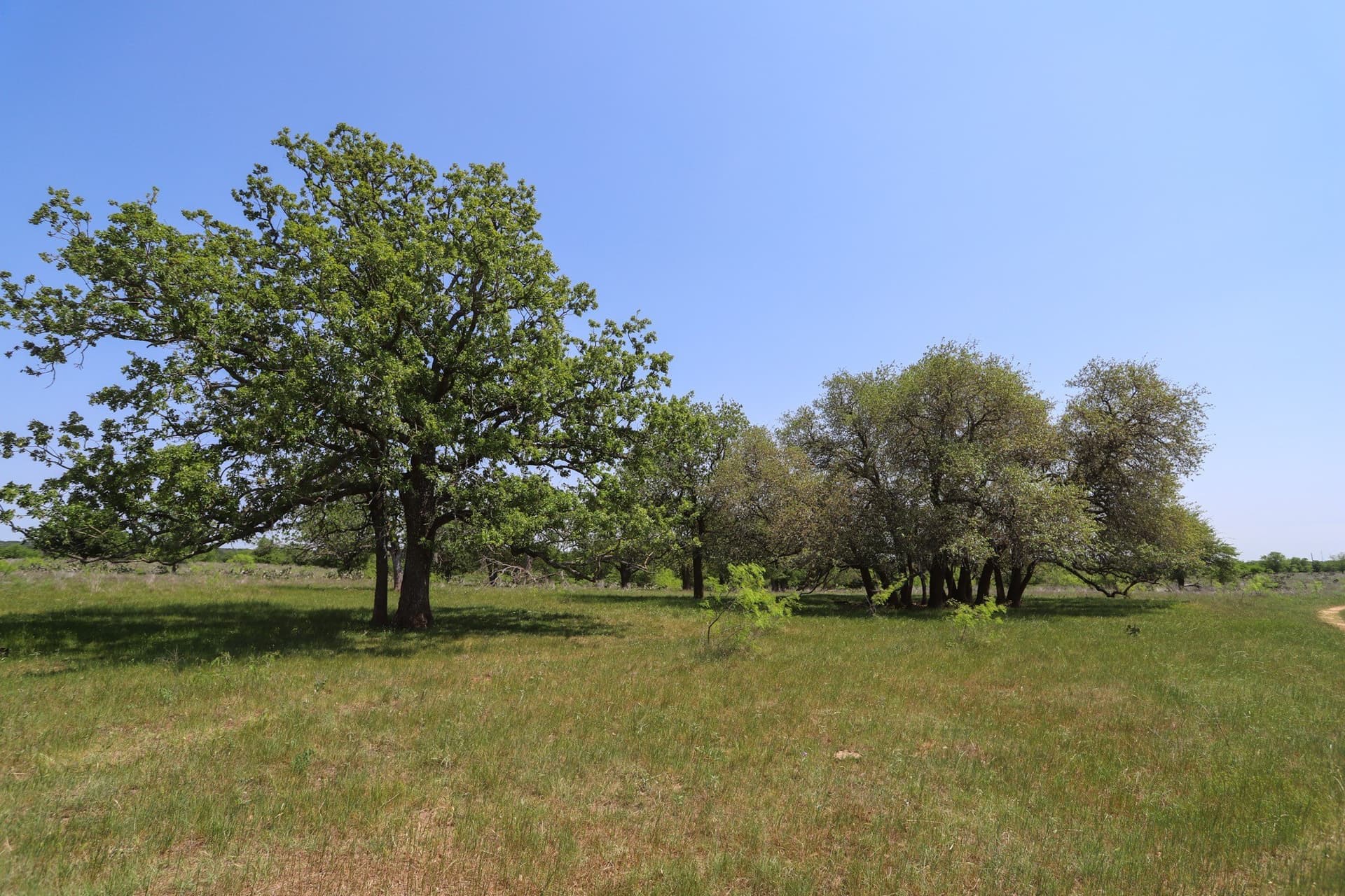 533 acres in Coryell County - photo 15