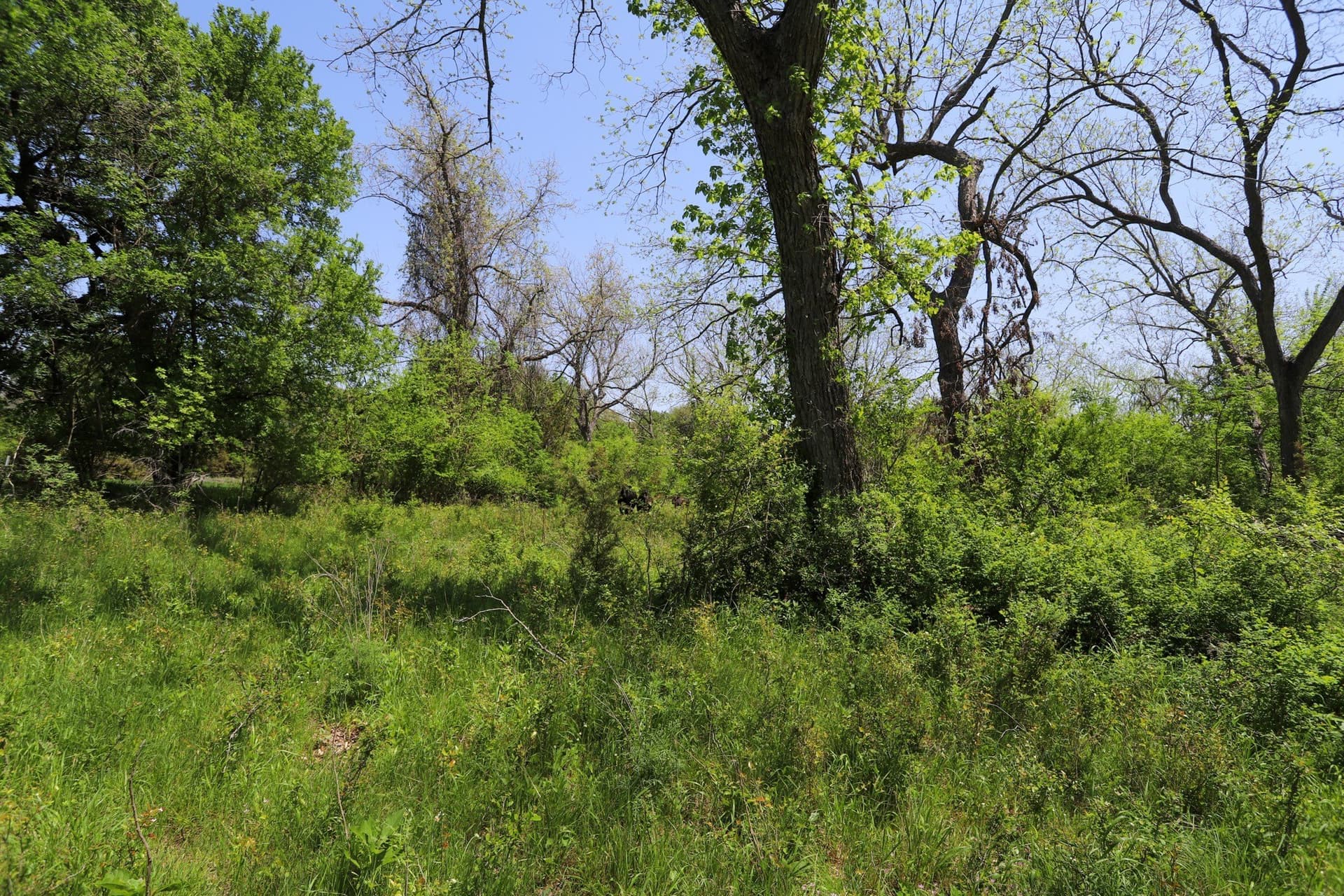 533 acres in Coryell County - photo 12
