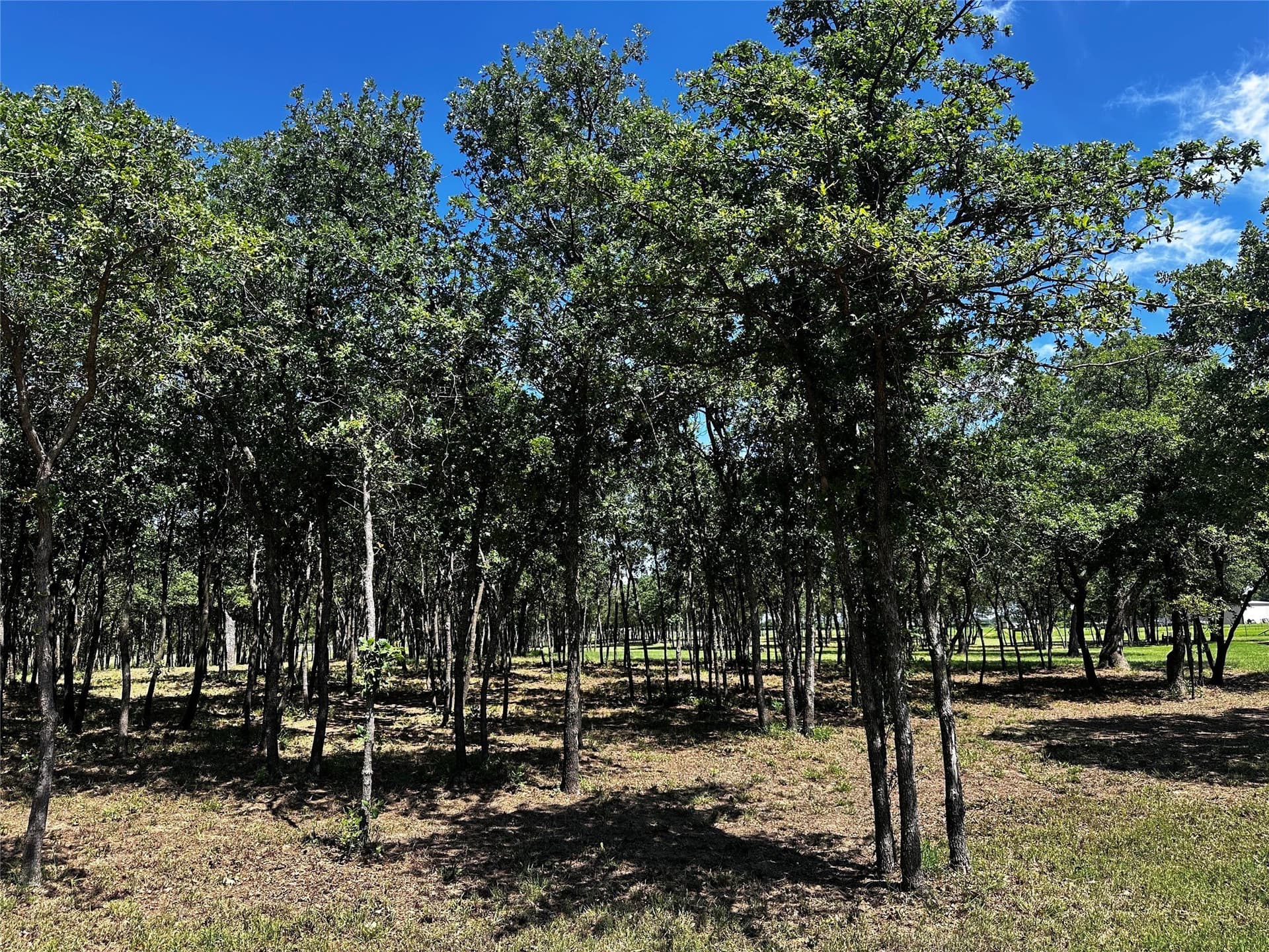 49.02 acres in Callahan County - photo 16