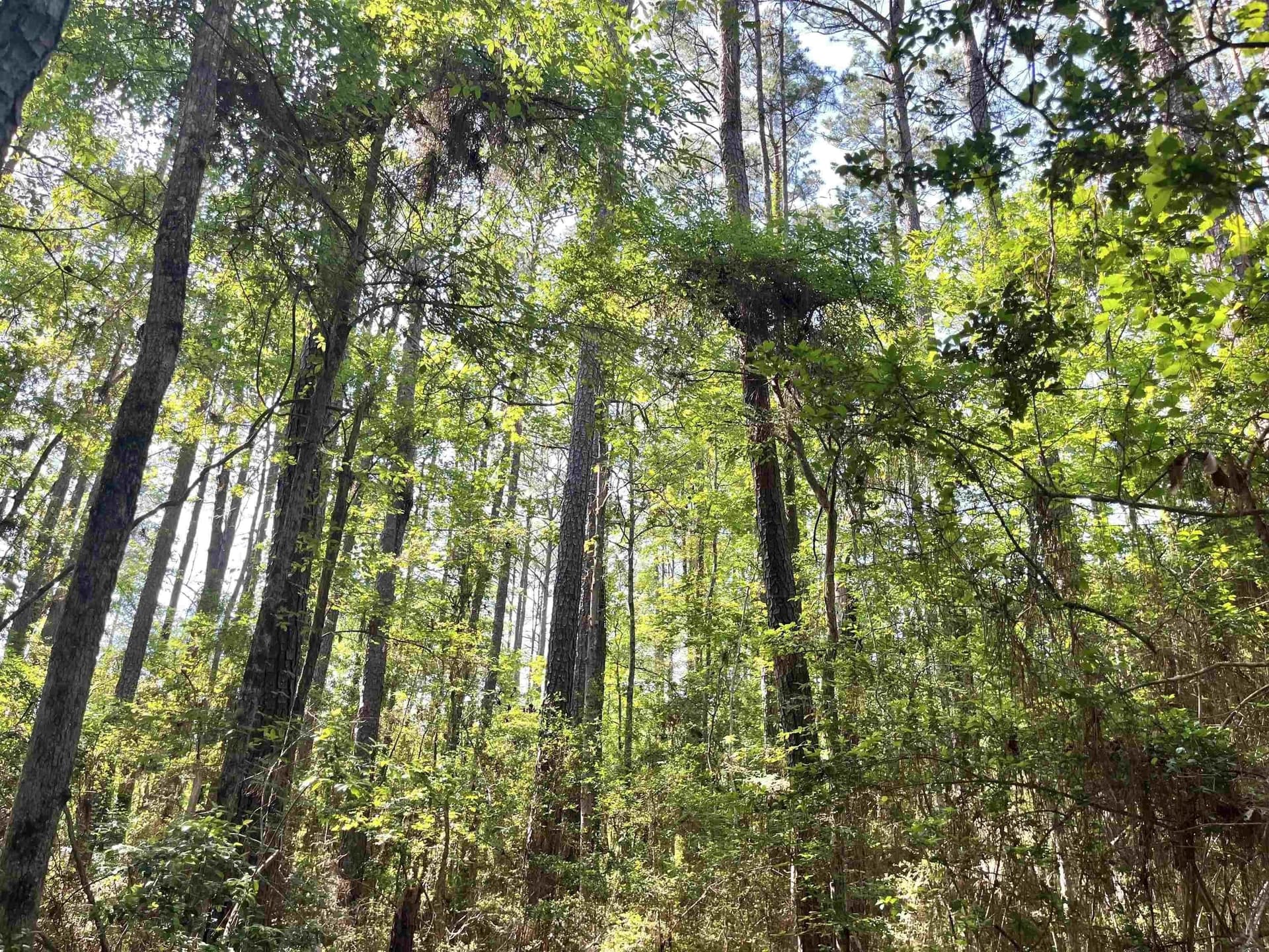 0.28 acres in Texas County