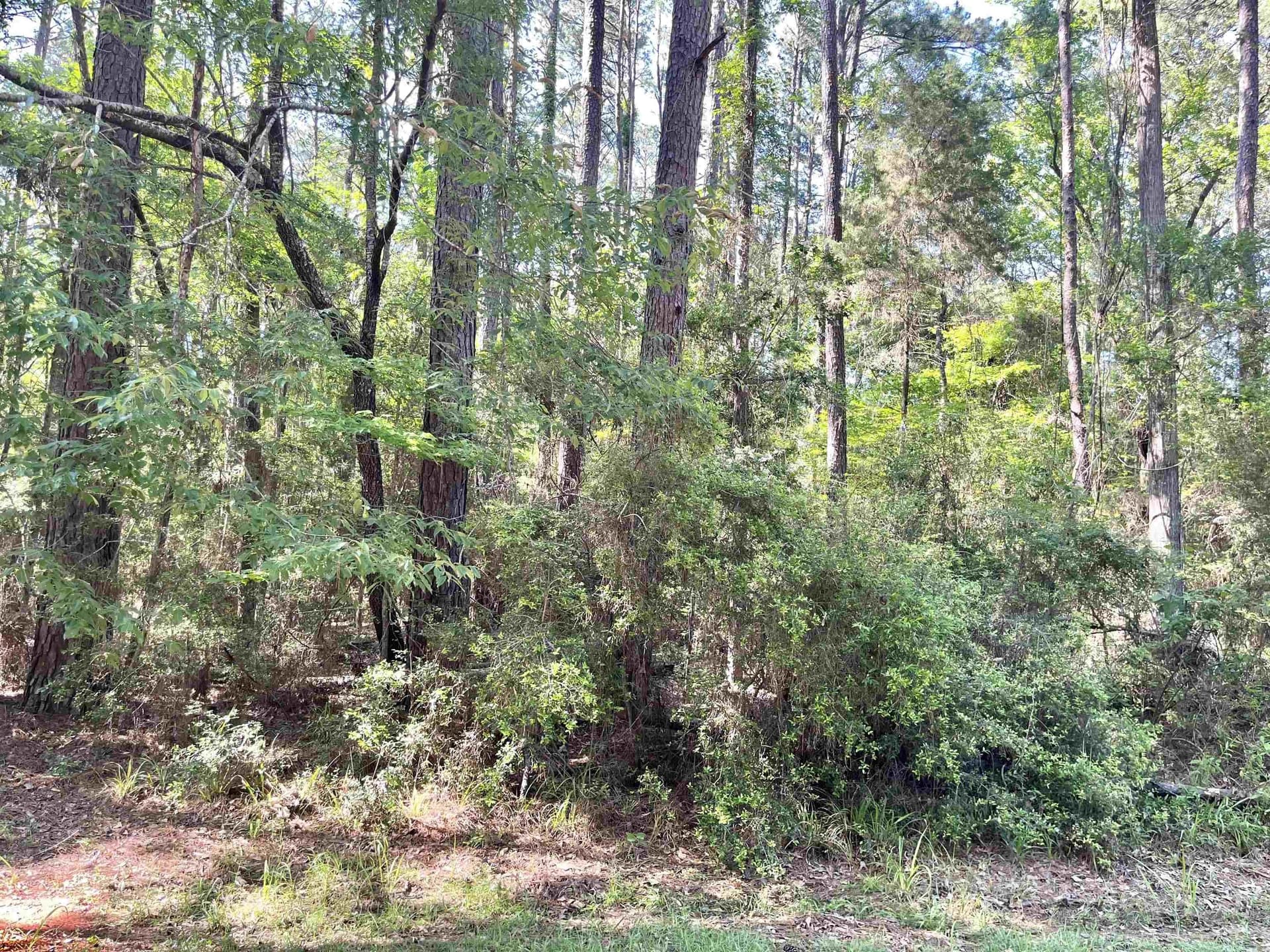 0.28 acres in Texas County gallery image 2