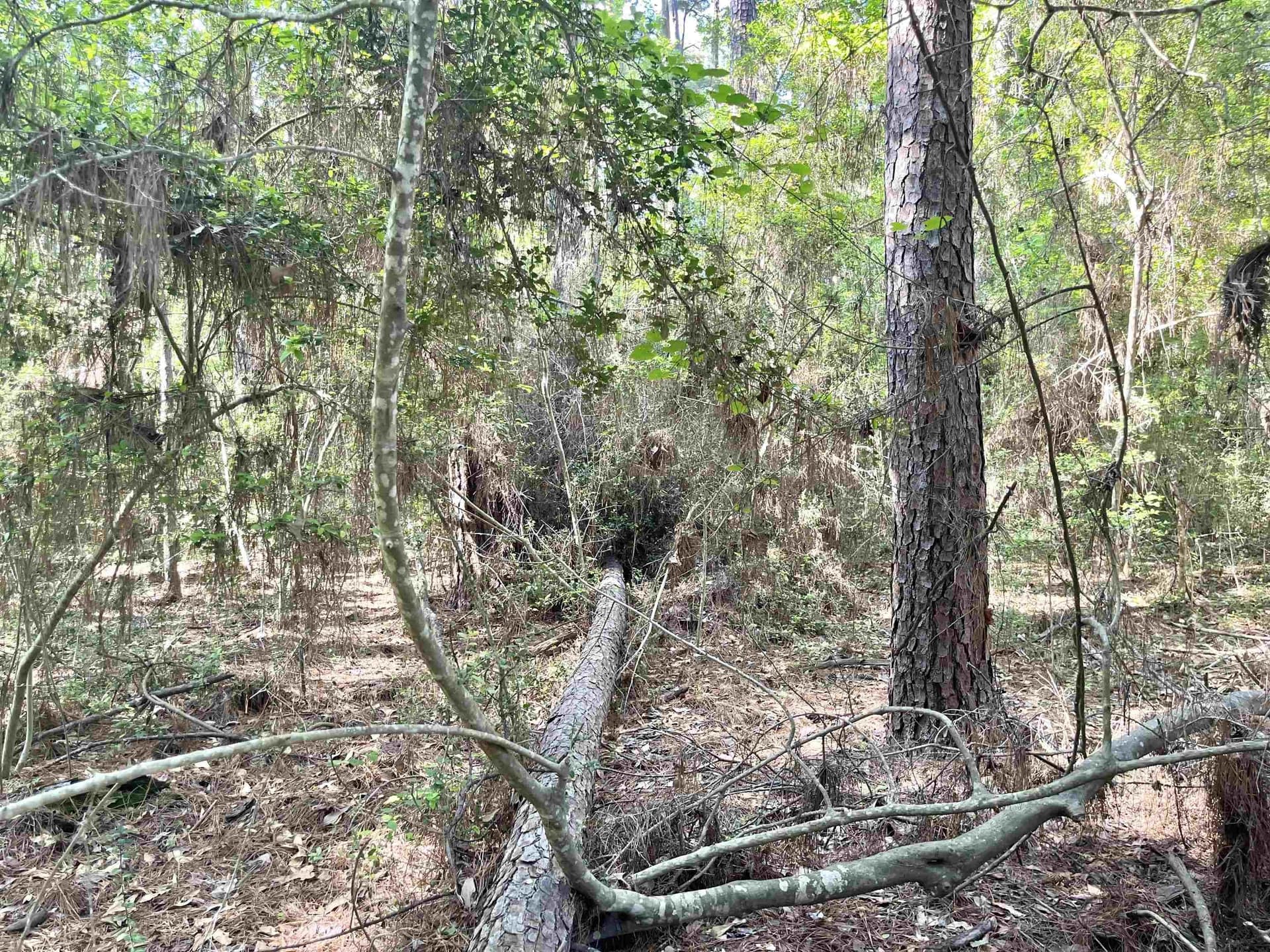 0.28 acres in Texas County gallery image 3