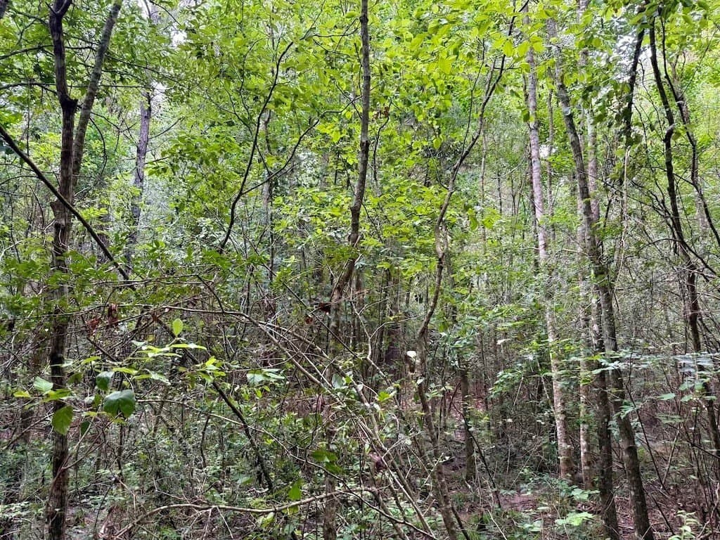 9.74 acres in Texas County - photo 9
