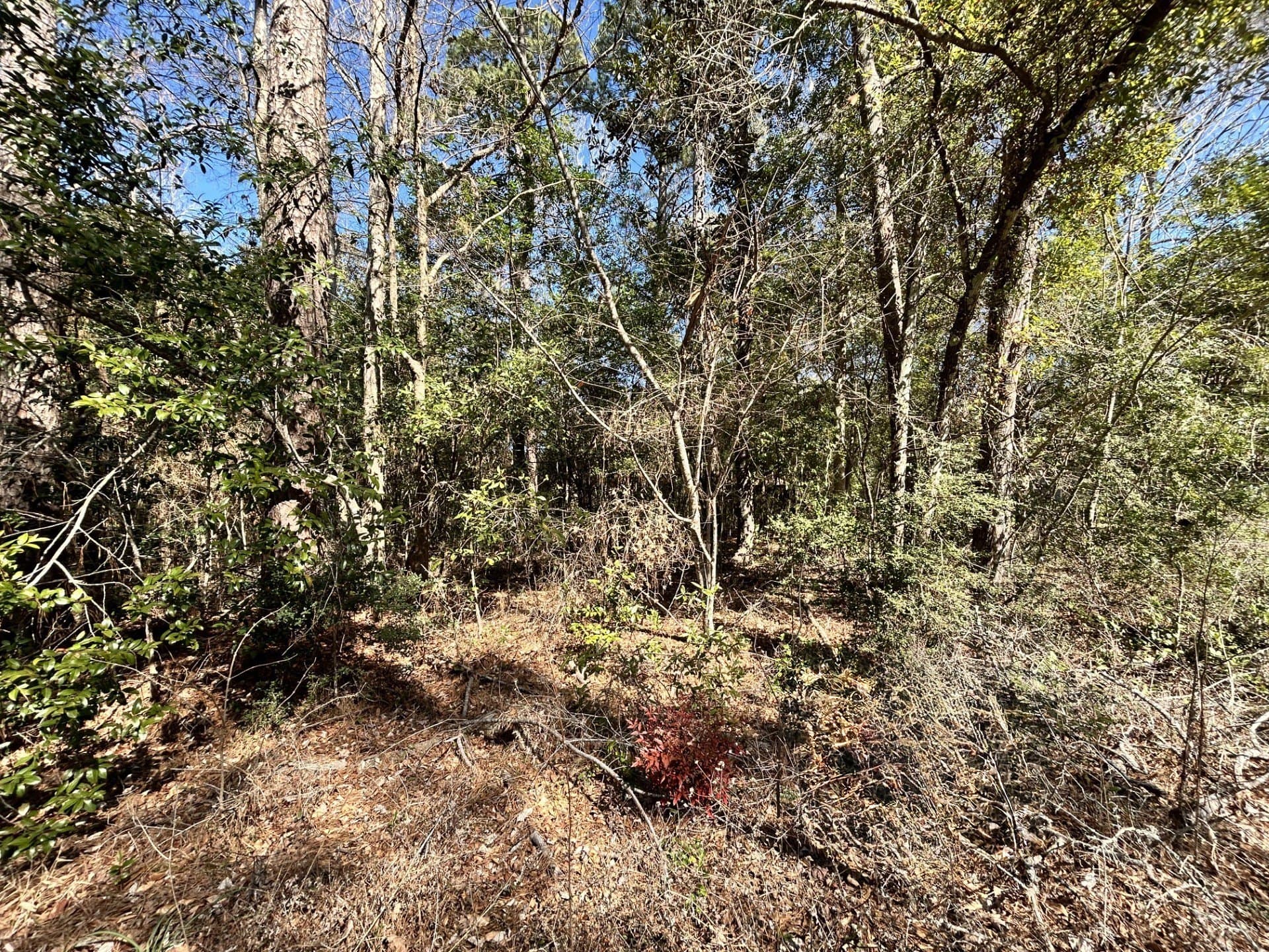 0.19 acres in Tyler County - photo 4