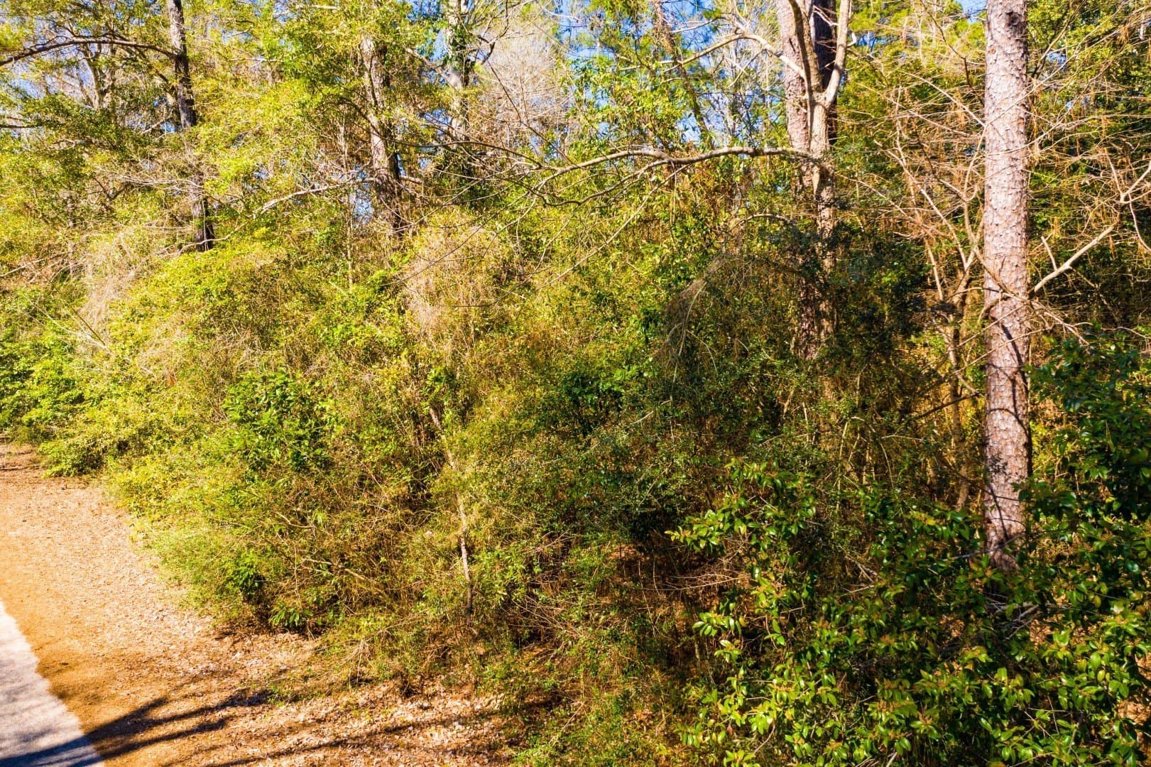 0.19 acres in Tyler County - photo 31