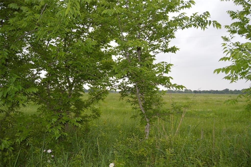 3 acres in Rains County gallery image 3